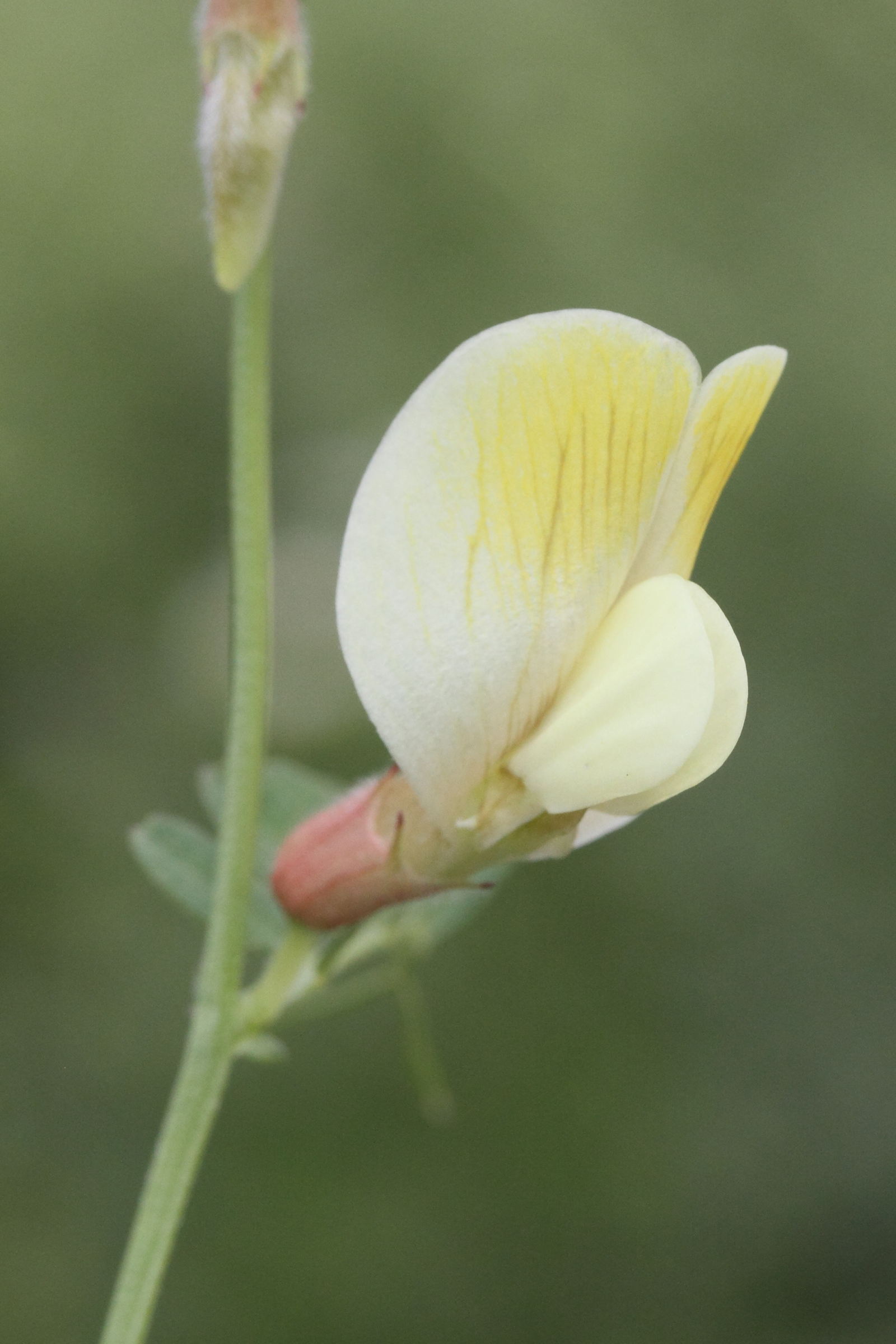 vicia_hybrida4md