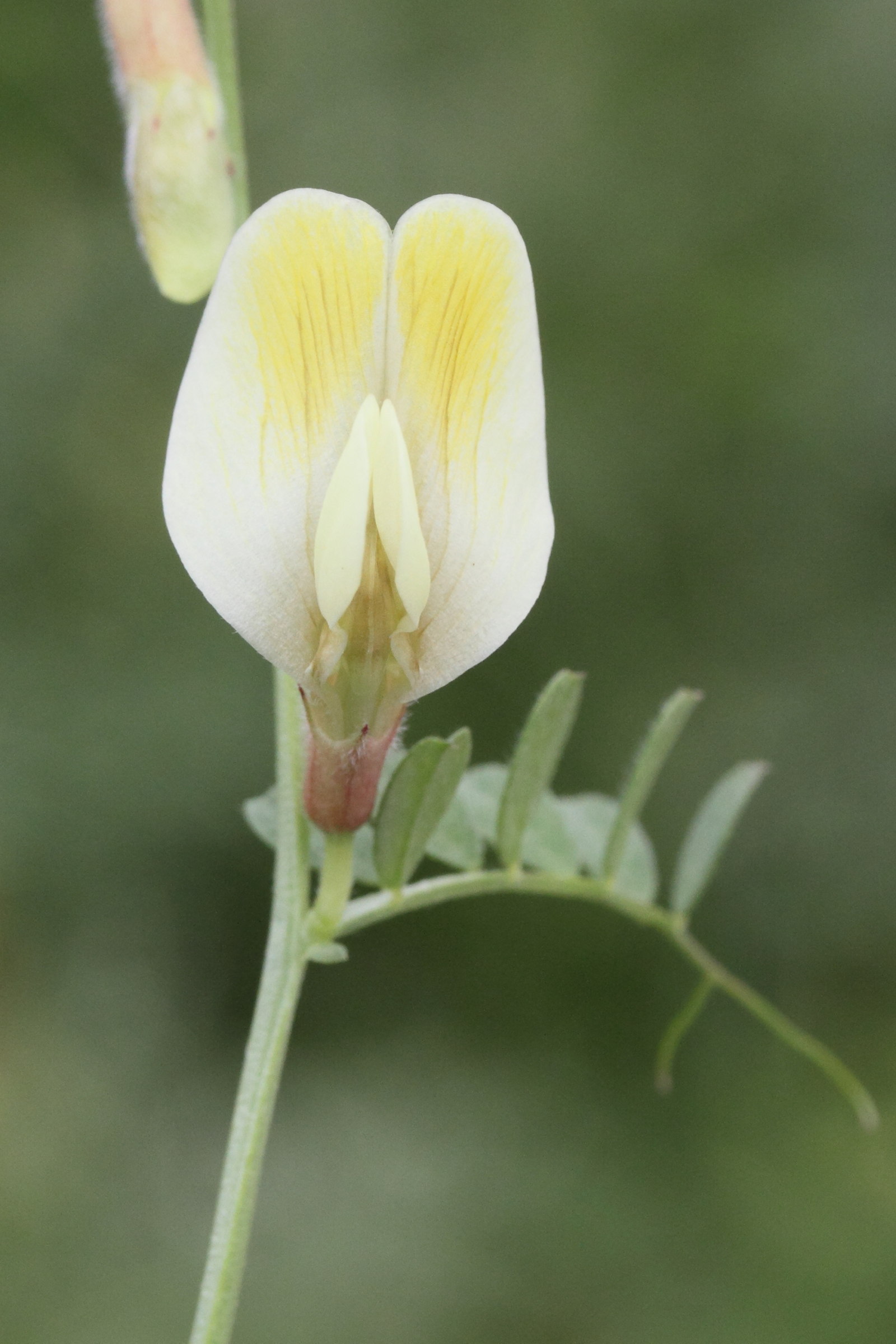 vicia_hybrida5md