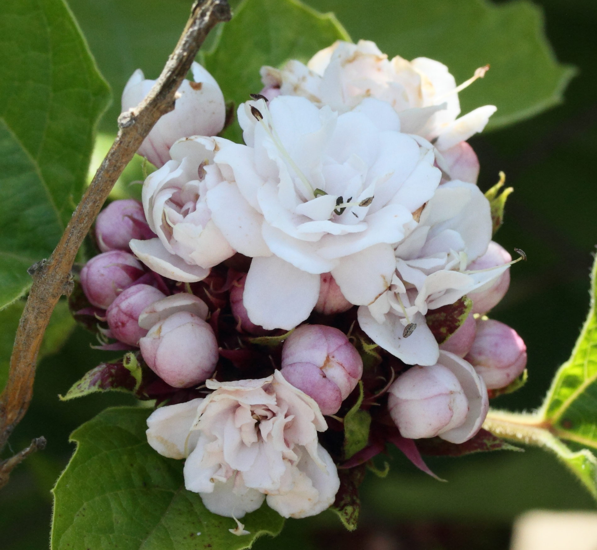 Afficher le média clerodendrum_chinense1md clerodendrum_chinense1md