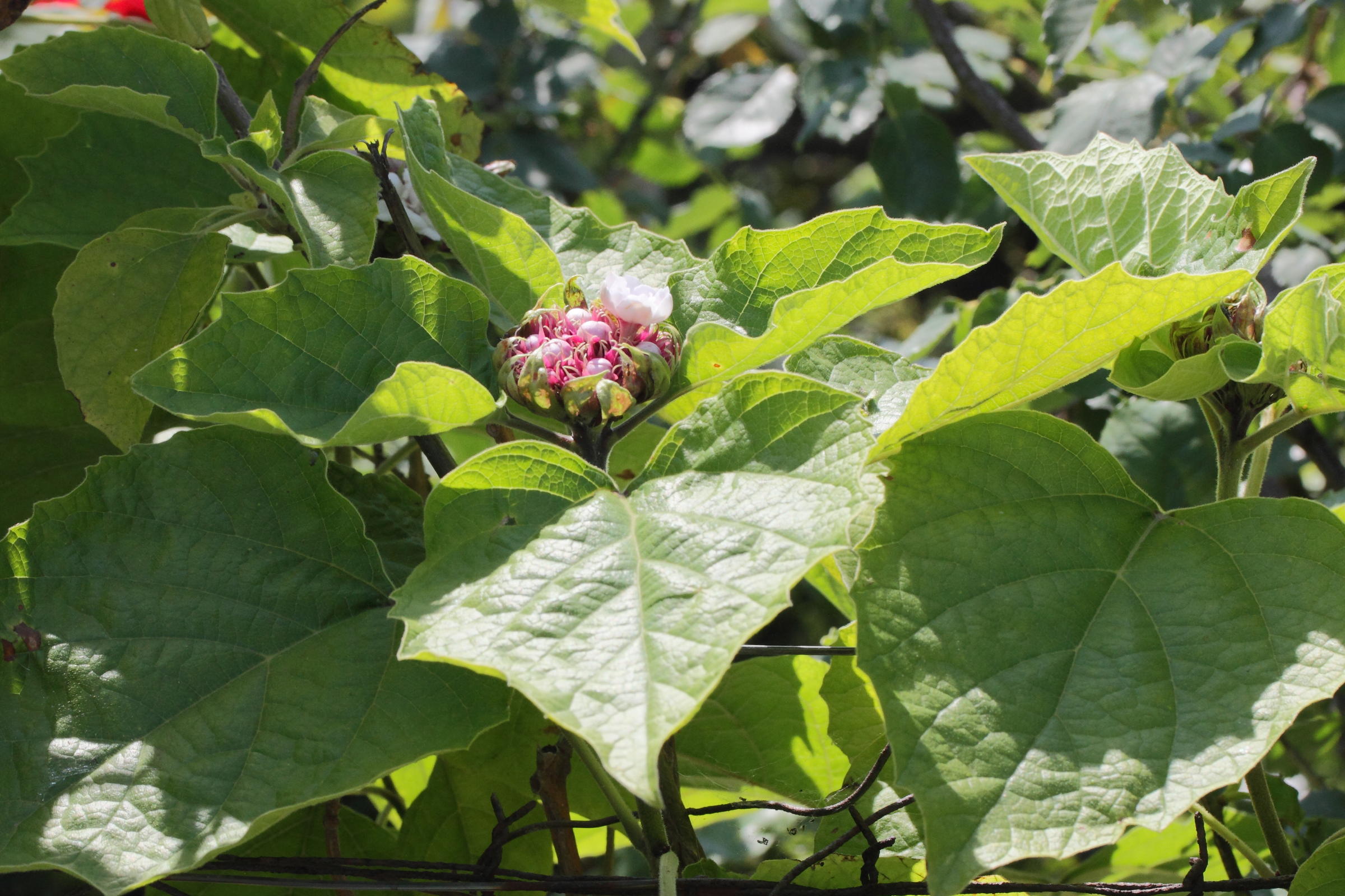 Afficher le média clerodendrum_chinense2md clerodendrum_chinense2md