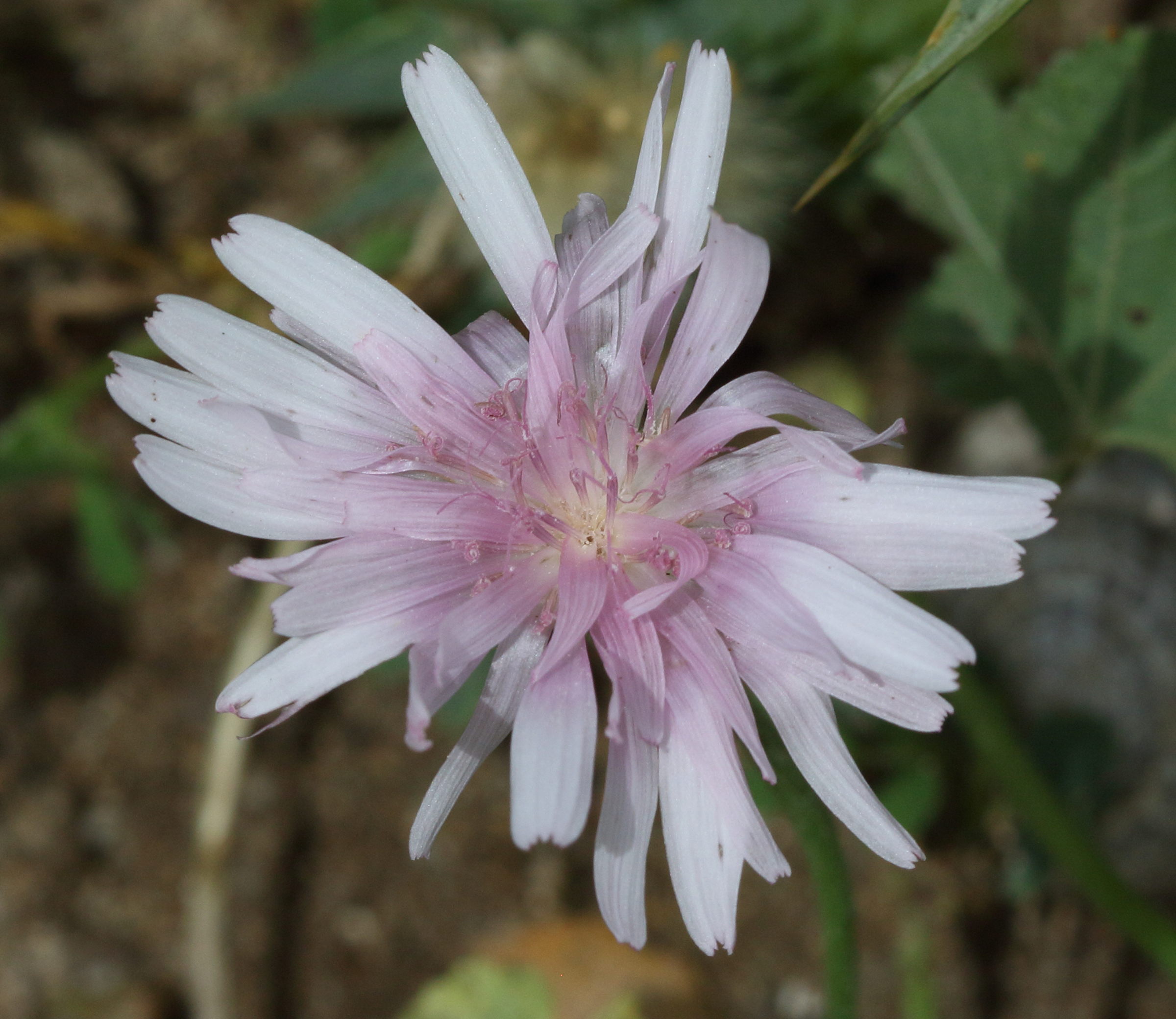 Afficher le média crepis_rubra1bd crepis_rubra1bd