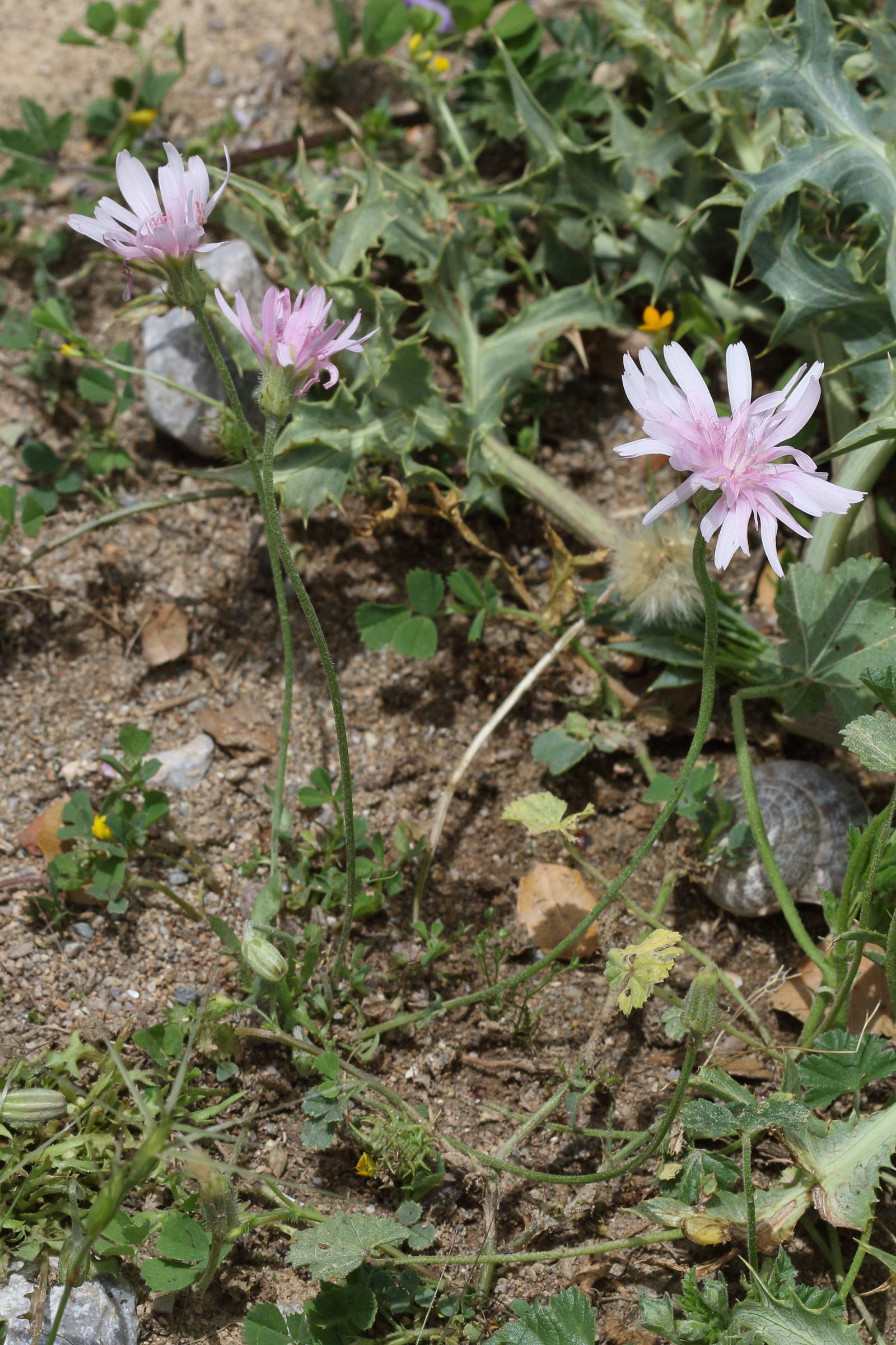 Afficher le média crepis_rubra2bd crepis_rubra2bd