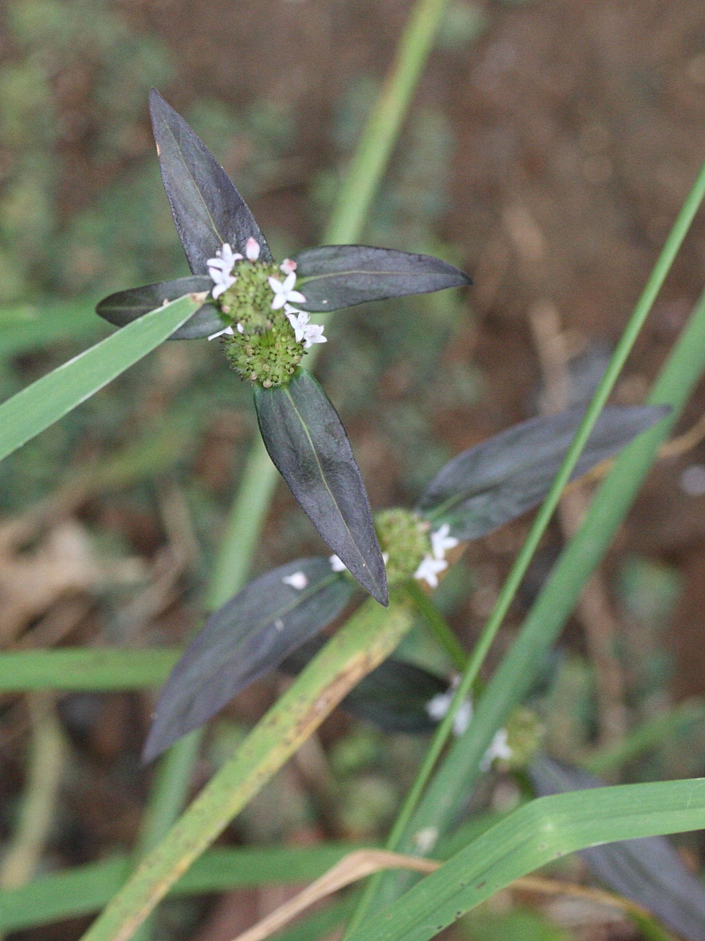 Afficher le média spermacoce_remota5md spermacoce_remota5md