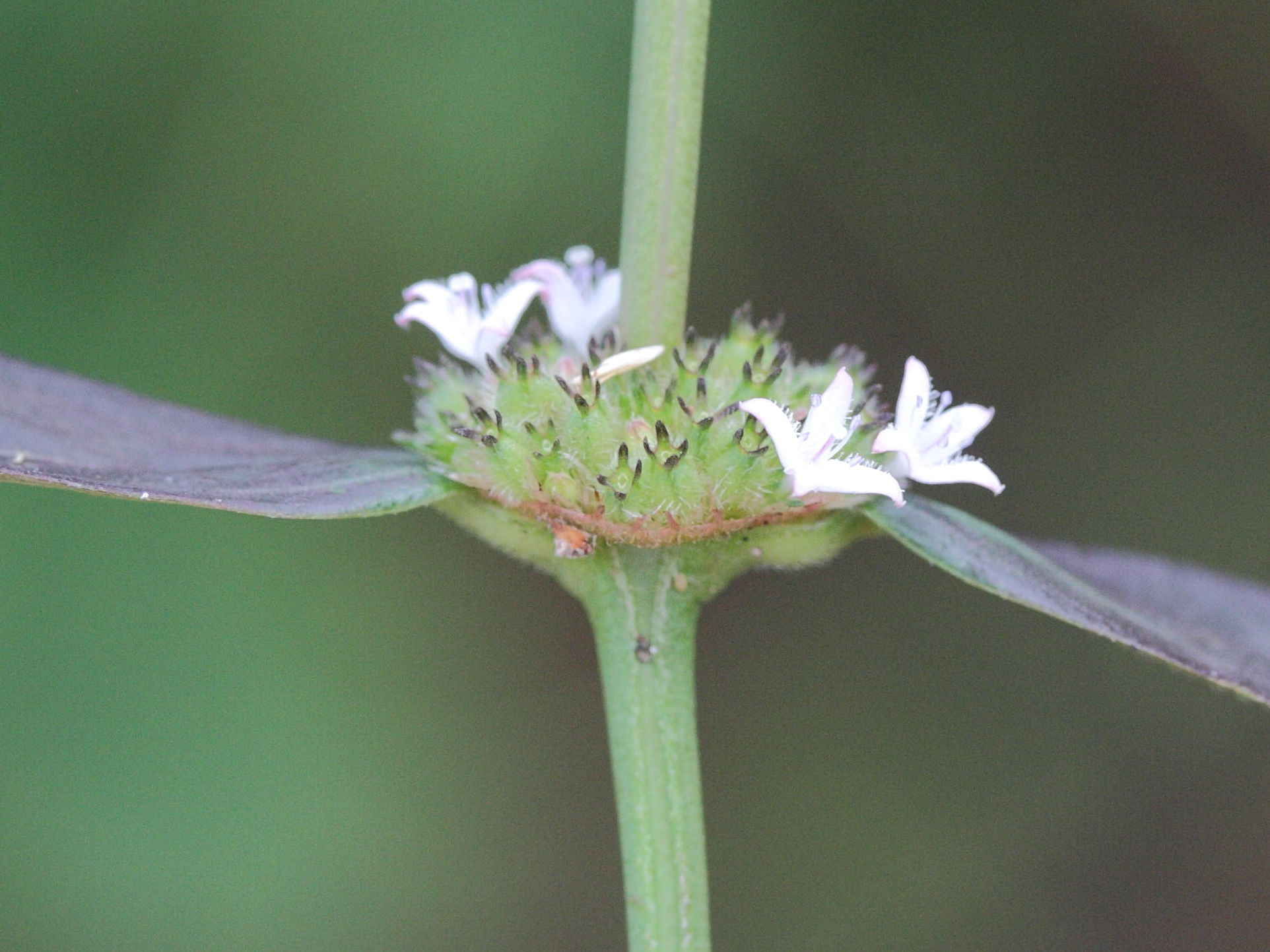 Afficher le média spermacoce_remota6md spermacoce_remota6md