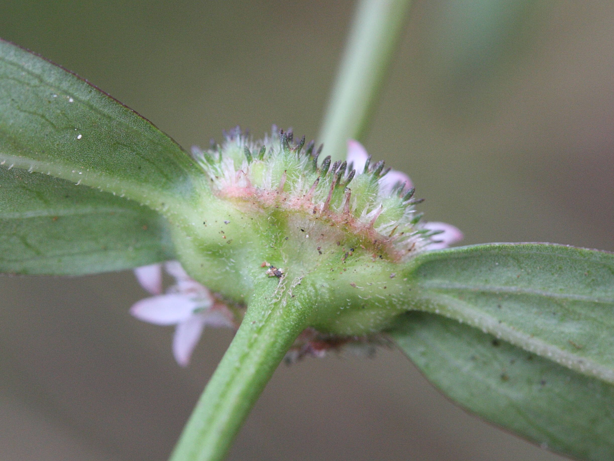 Afficher le média spermacoce_remota7md spermacoce_remota7md