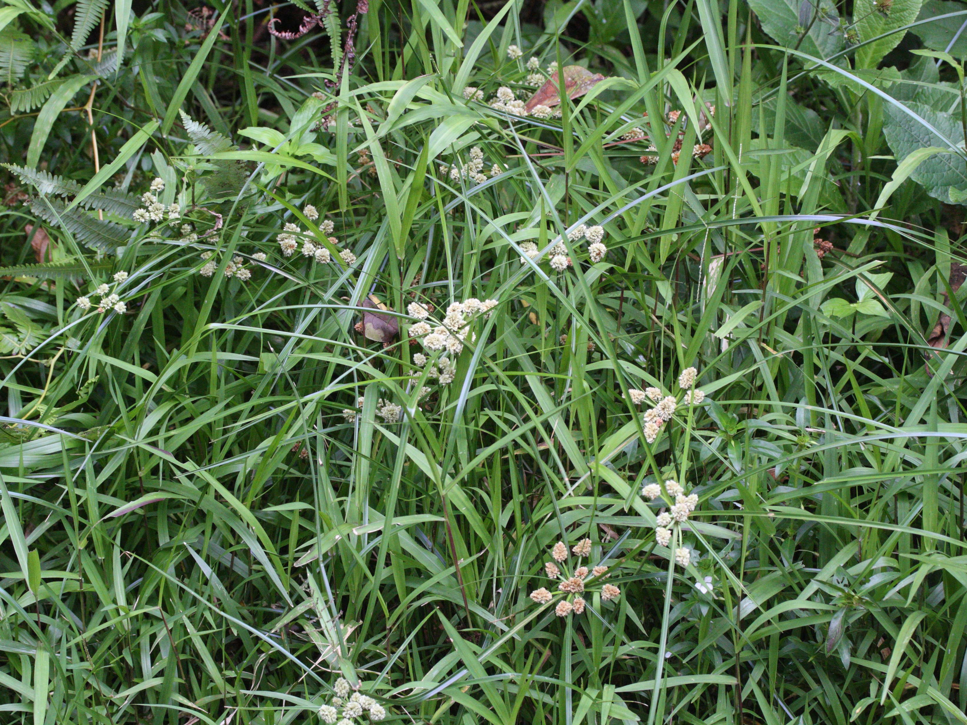 cyperus_luzulae4md