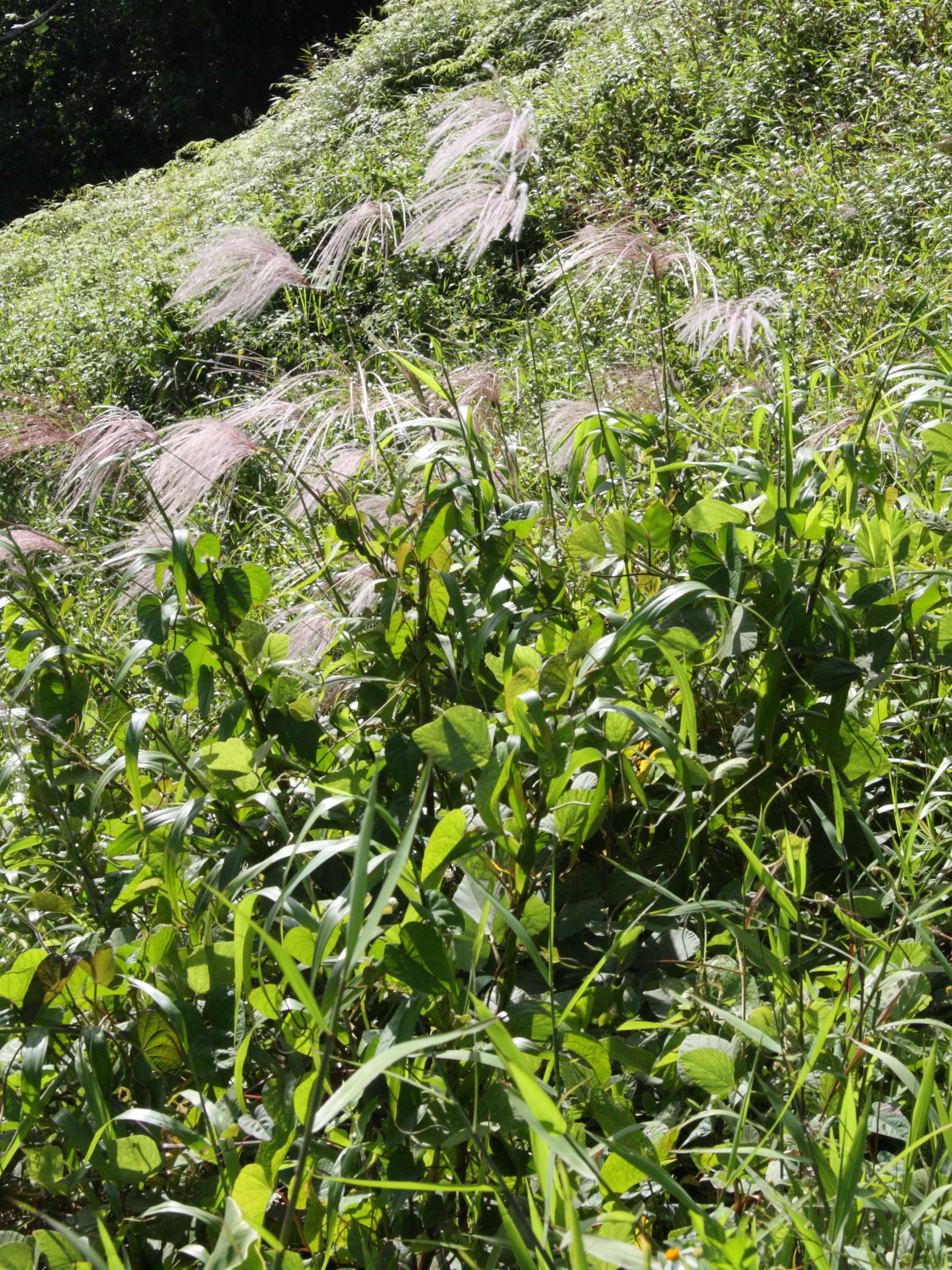 paspalum_saccharoides1md