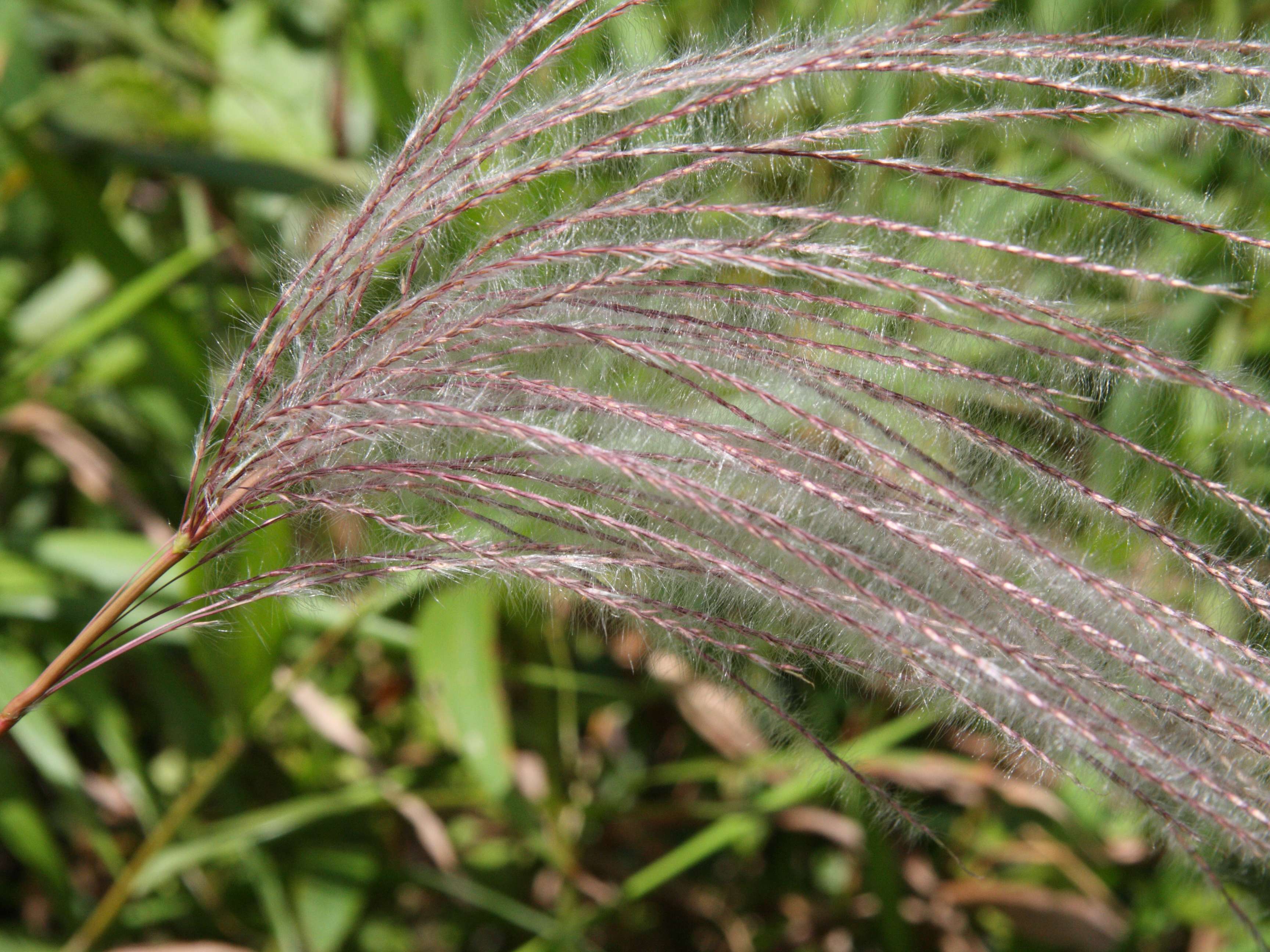 paspalum_saccharoides2md