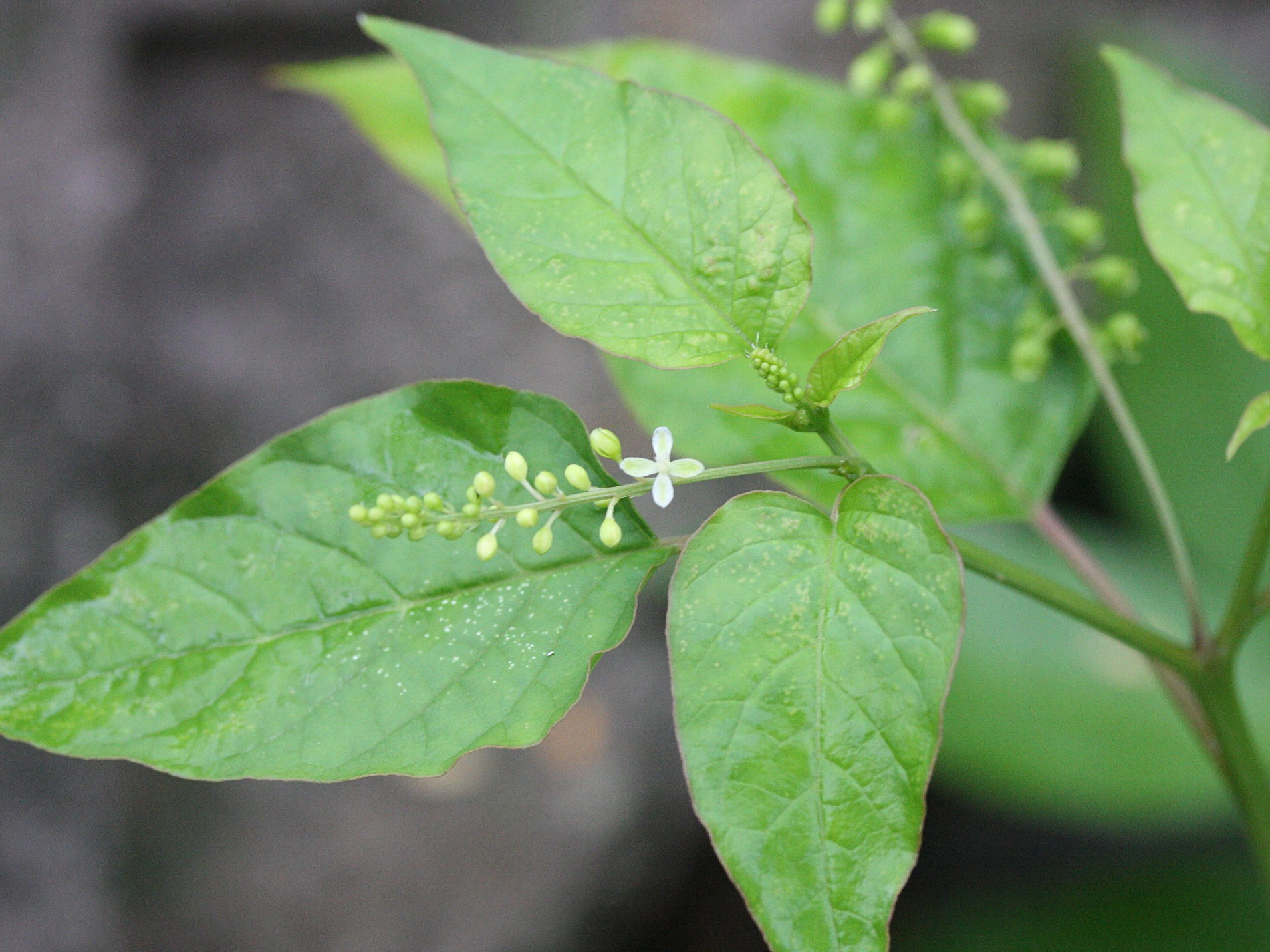 Afficher le média rivina_humilis8md rivina_humilis8md