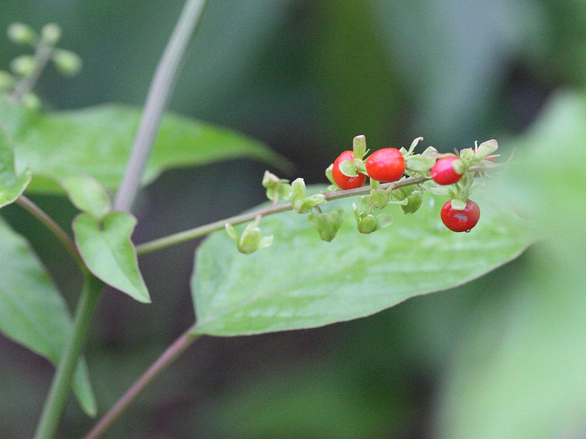 Afficher le média rivina_humilis9md rivina_humilis9md