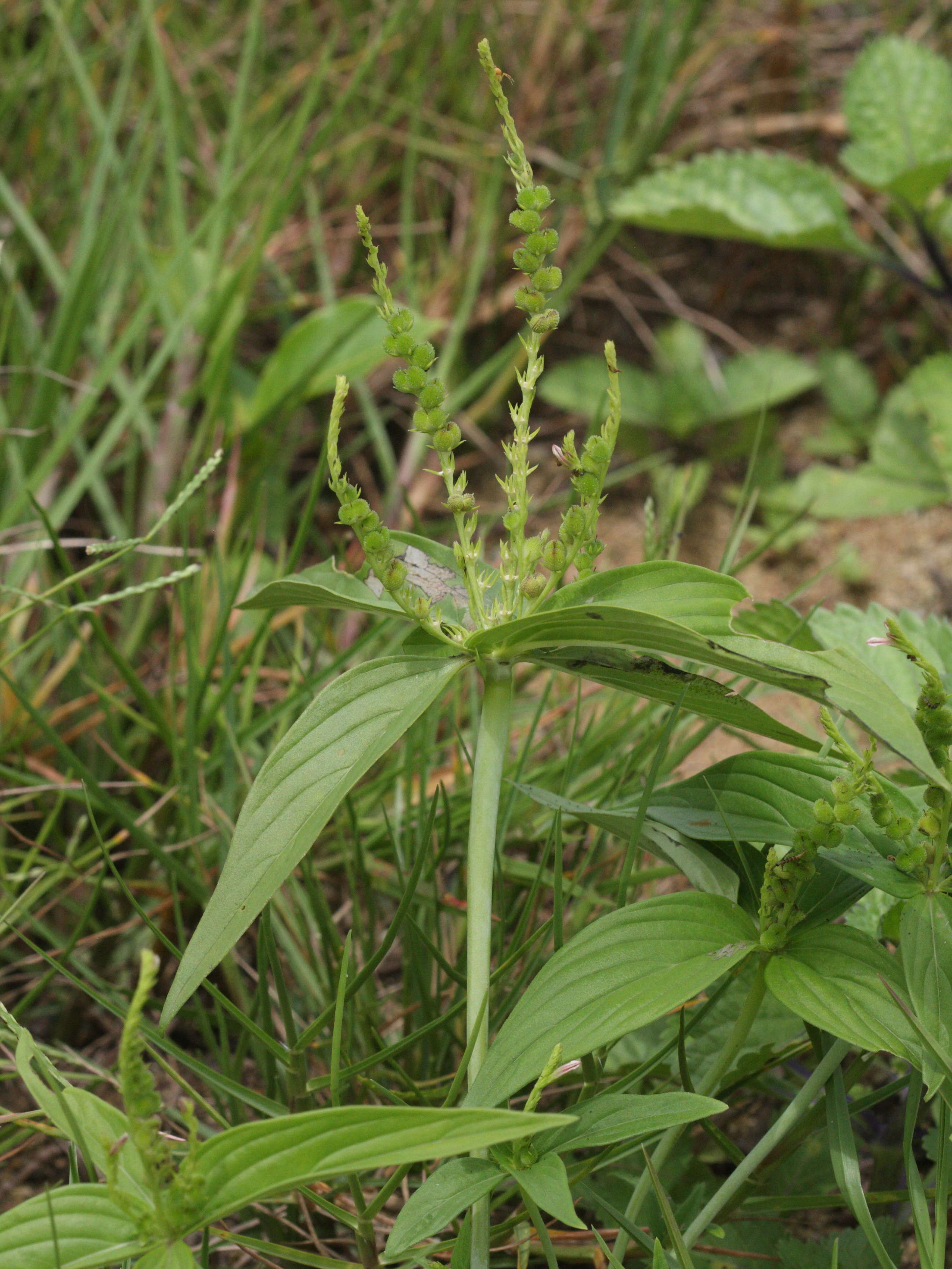 Afficher le média spigelia_anthelmia1md spigelia_anthelmia1md