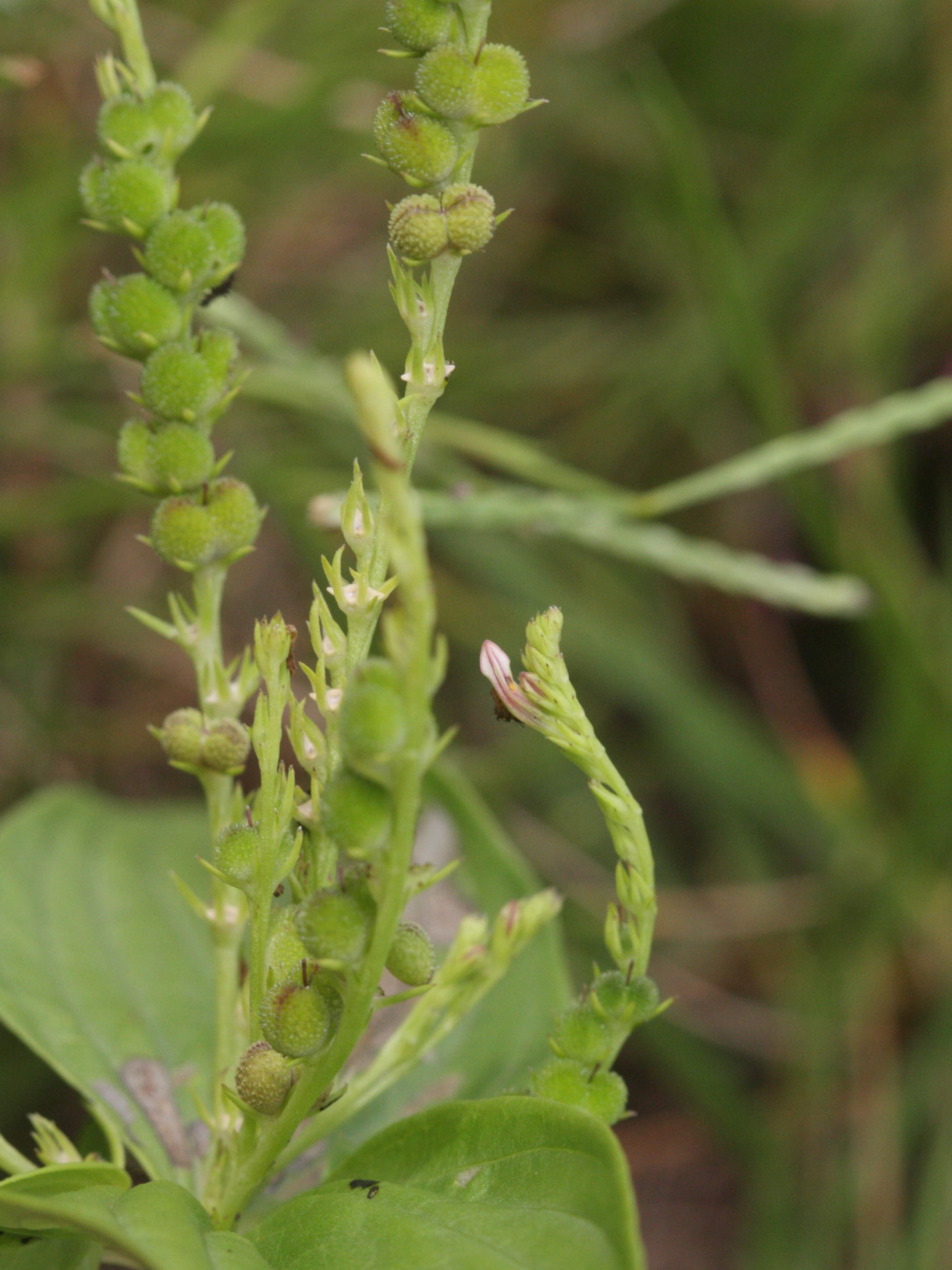 Afficher le média spigelia_anthelmia2md spigelia_anthelmia2md