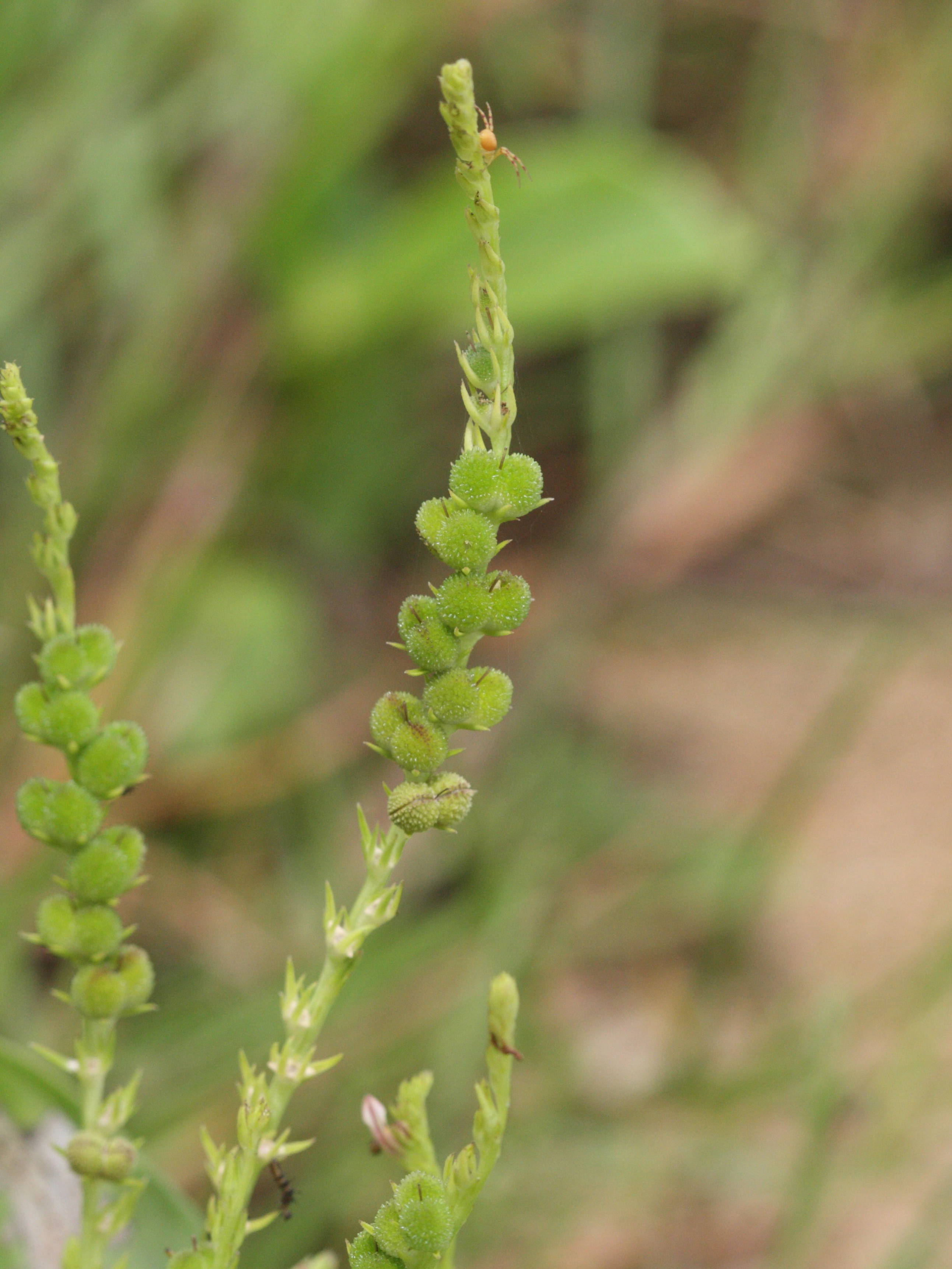 Afficher le média spigelia_anthelmia3md spigelia_anthelmia3md