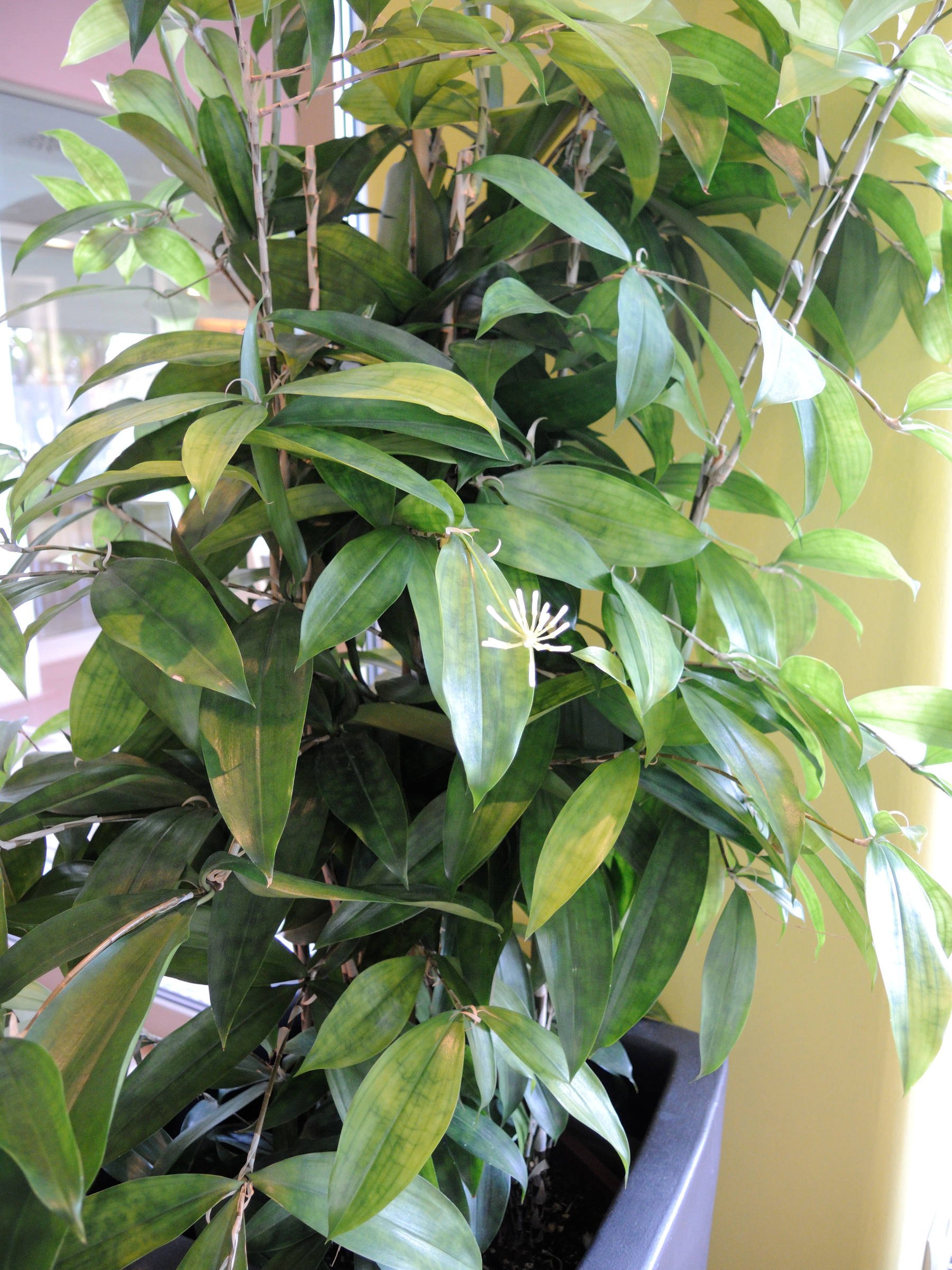 Afficher le média dracaena_surculosa1md dracaena_surculosa1md