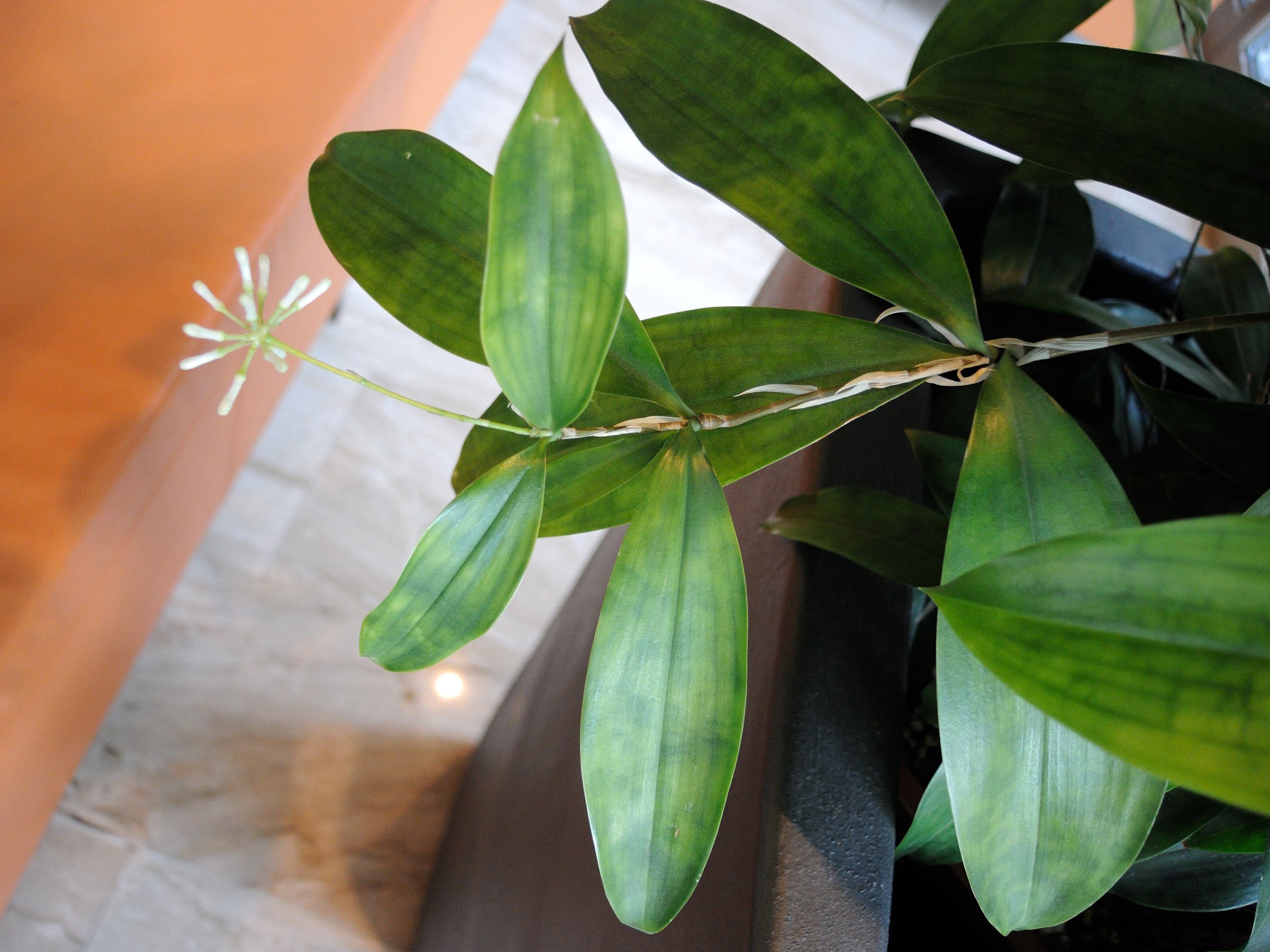 Afficher le média dracaena_surculosa2md dracaena_surculosa2md