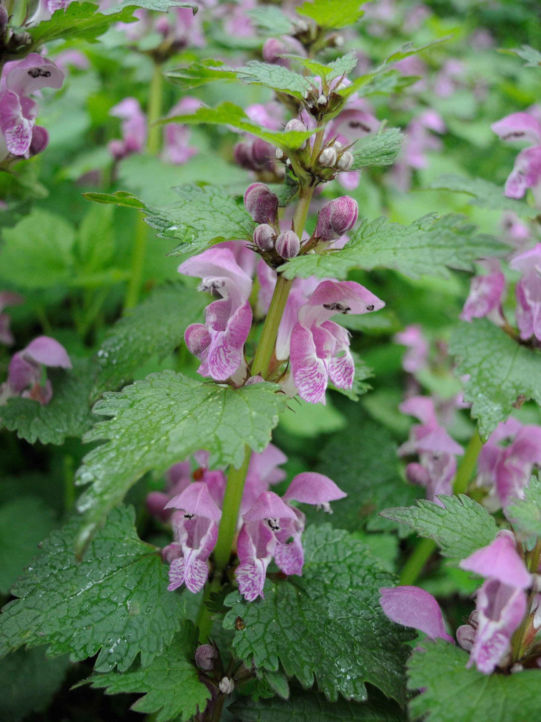 lamium_maculatum7md