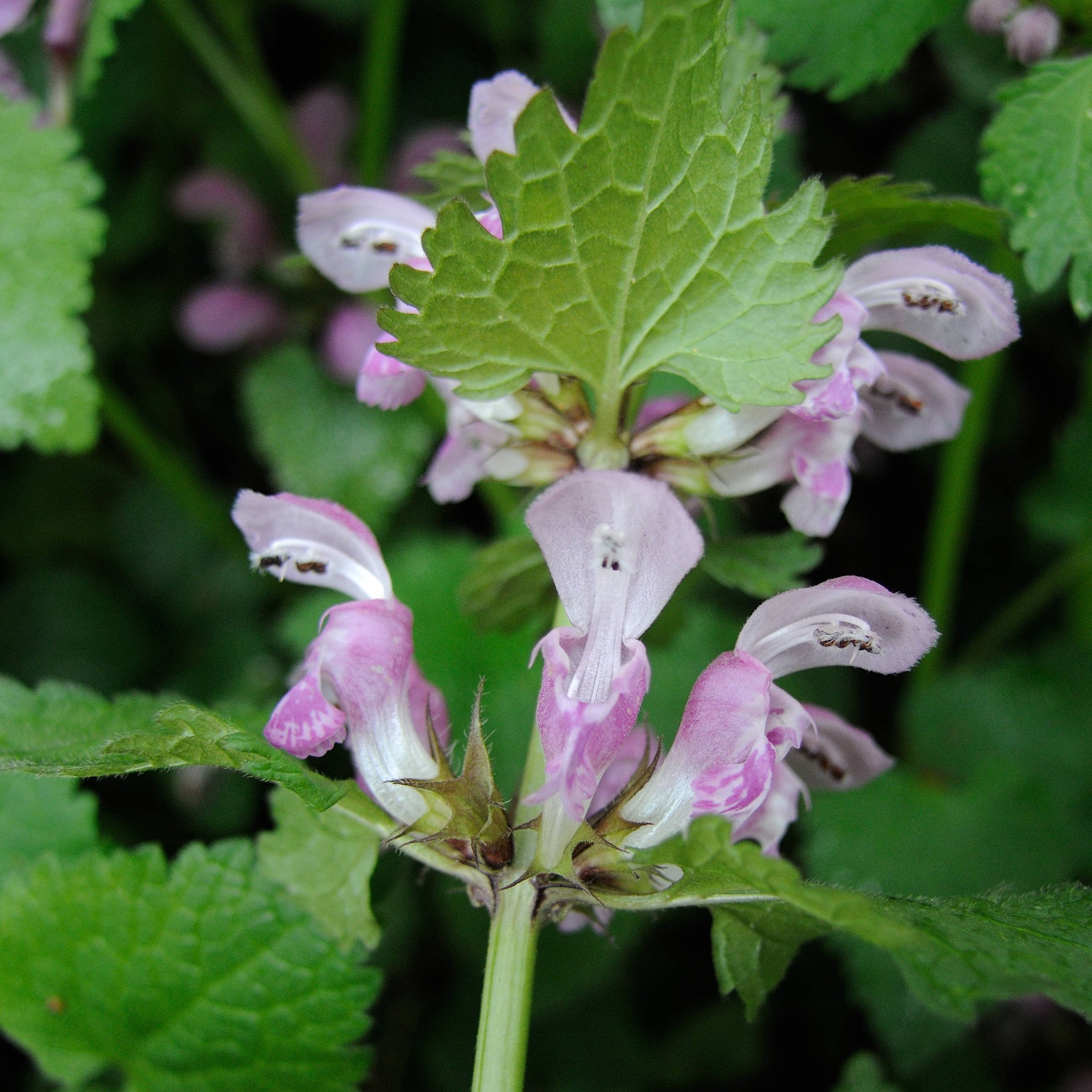 lamium_maculatum8md