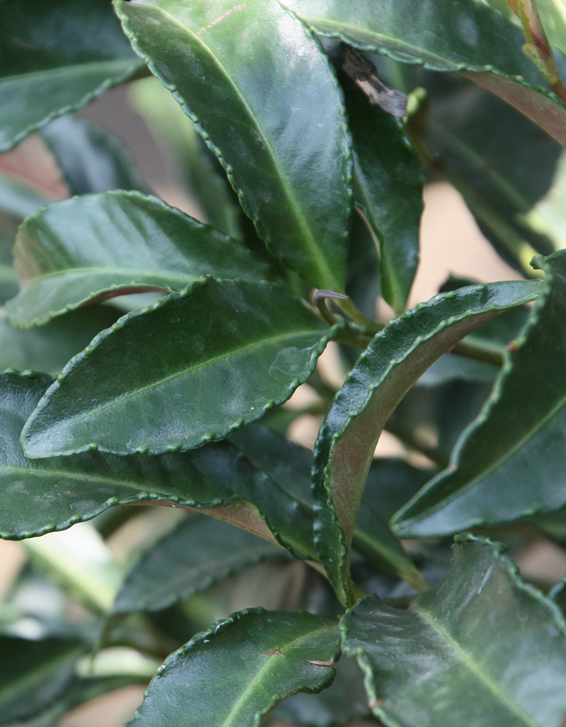 Afficher le média ardisia_crenata6bd ardisia_crenata6bd