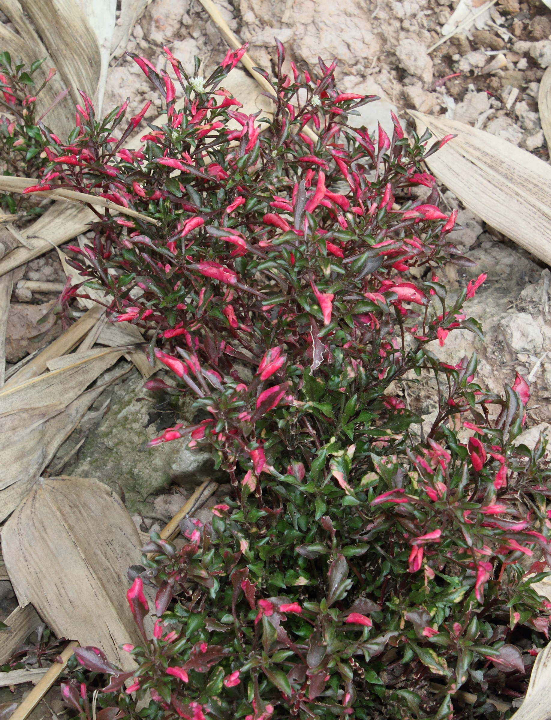 Afficher le média alternanthera_bettzickiana4md alternanthera_bettzickiana4md