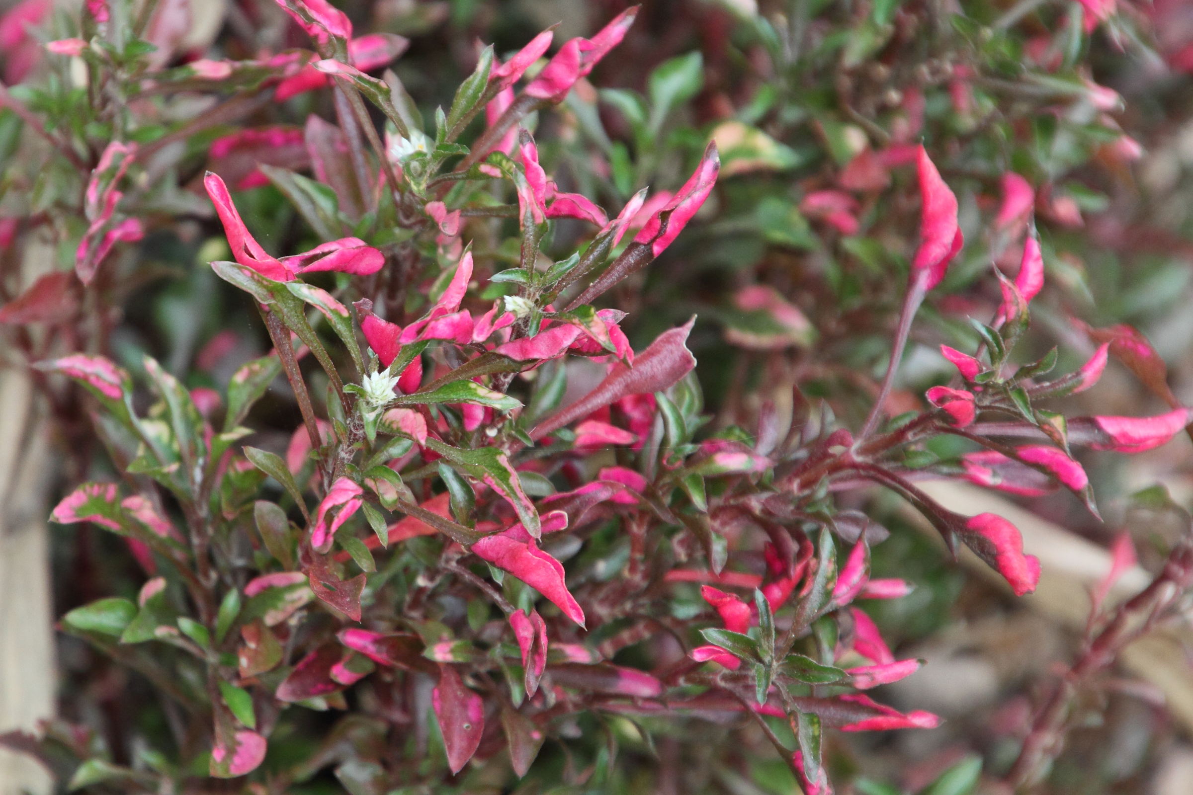 Afficher le média alternanthera_bettzickiana5md alternanthera_bettzickiana5md