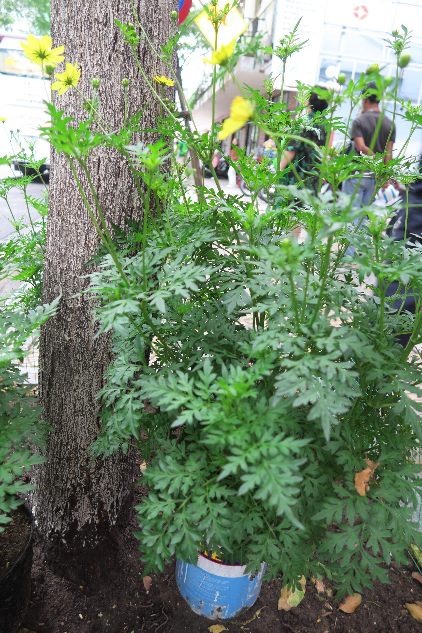 Afficher le média cosmos_sulphureus4md cosmos_sulphureus4md