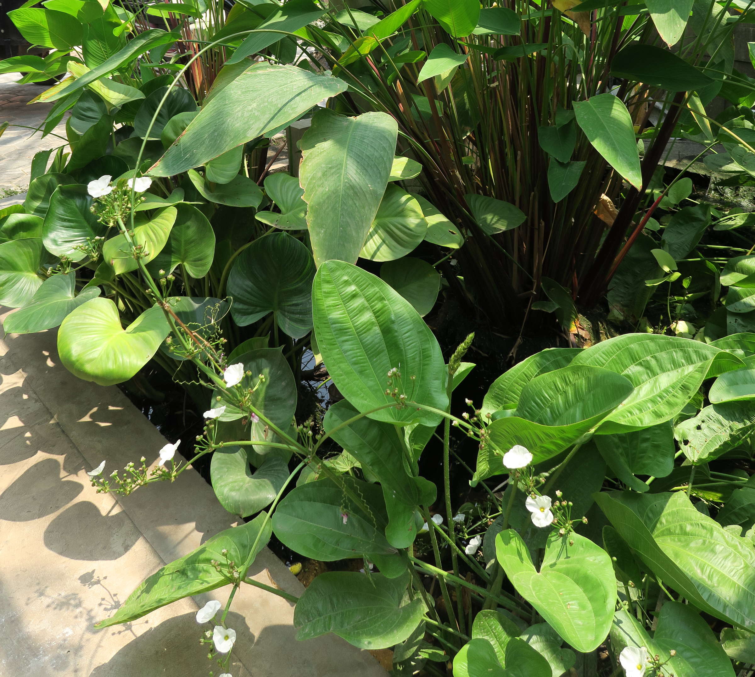 echinodorus_cordifolius4md