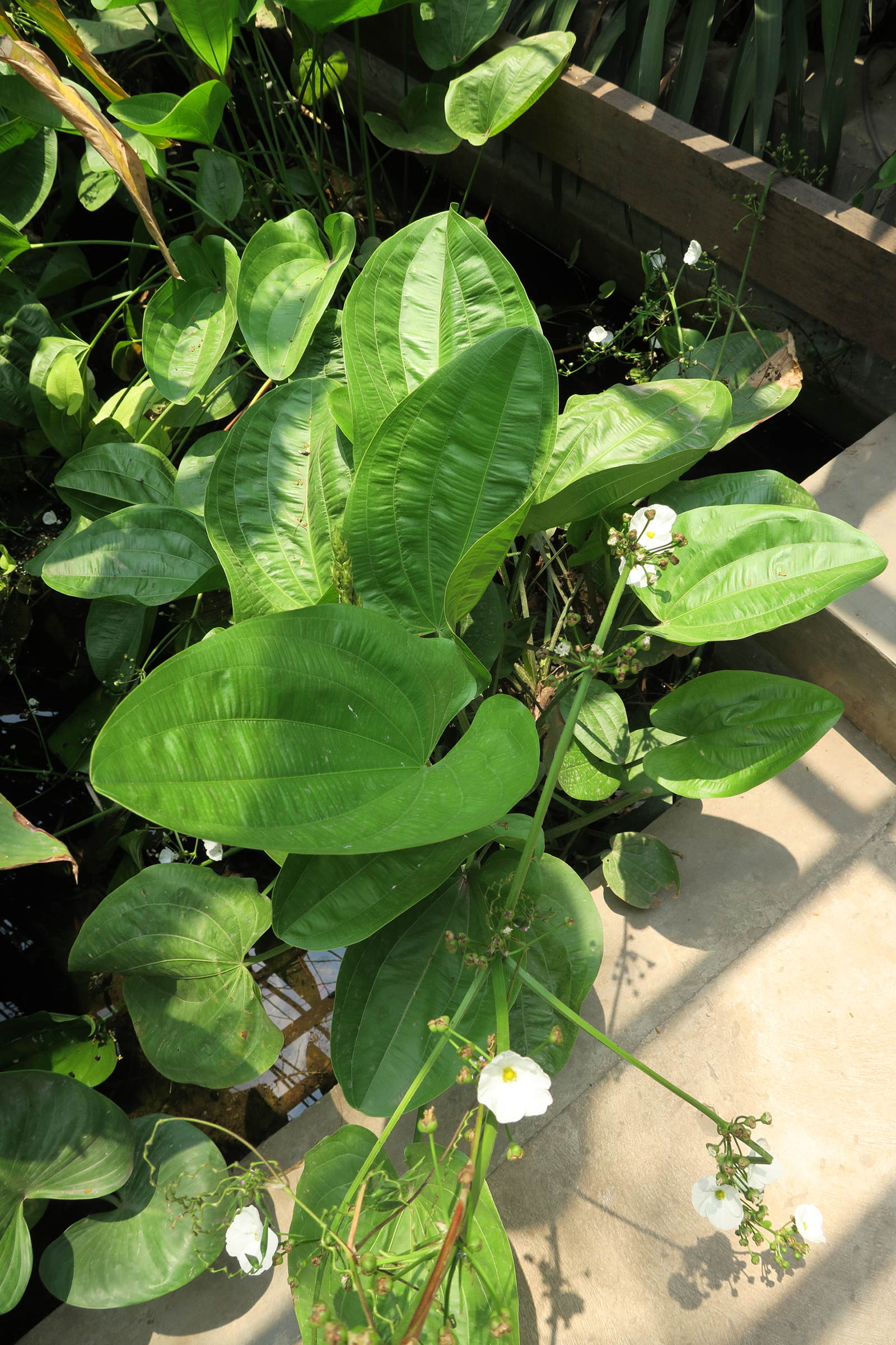 echinodorus_cordifolius6md