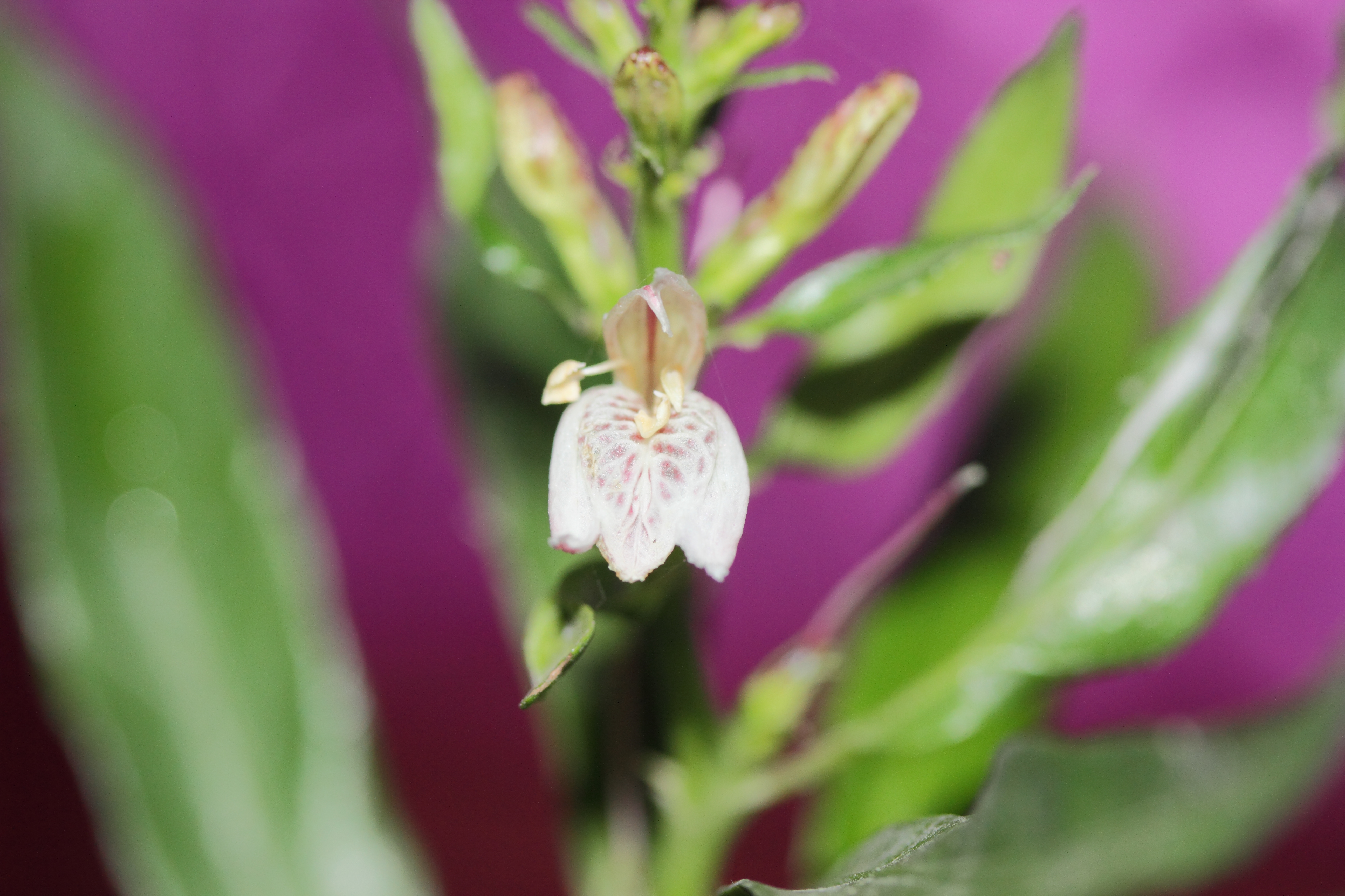 Afficher le média justicia_gendarussa1md justicia_gendarussa1md