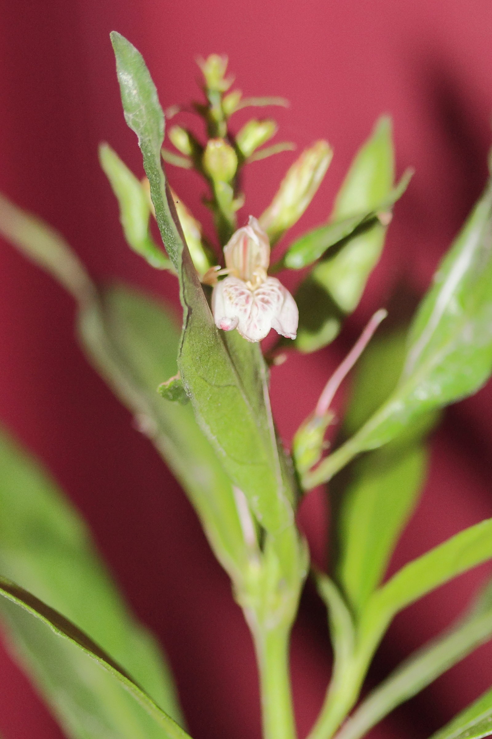 Afficher le média justicia_gendarussa2md justicia_gendarussa2md