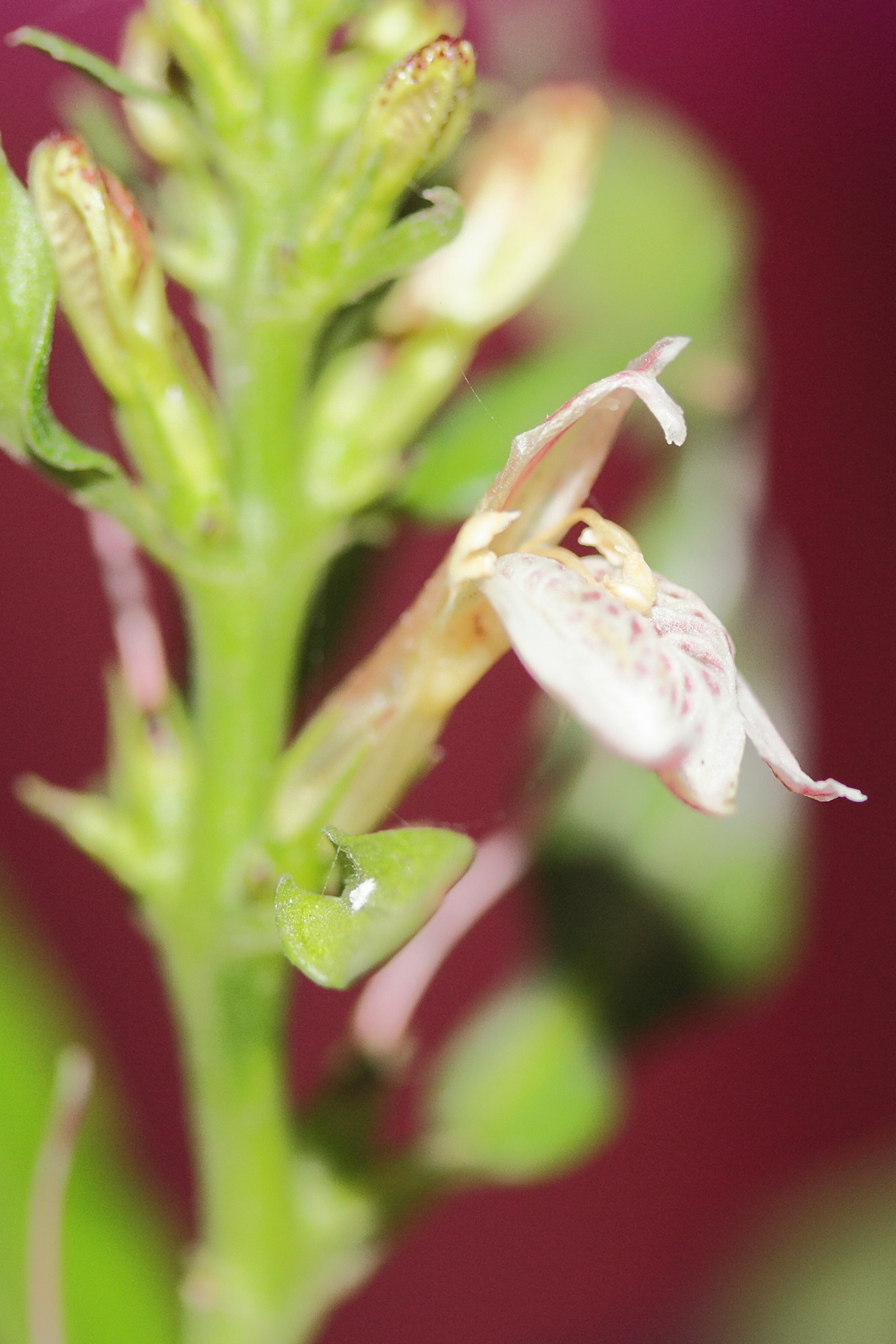 Afficher le média justicia_gendarussa3md justicia_gendarussa3md