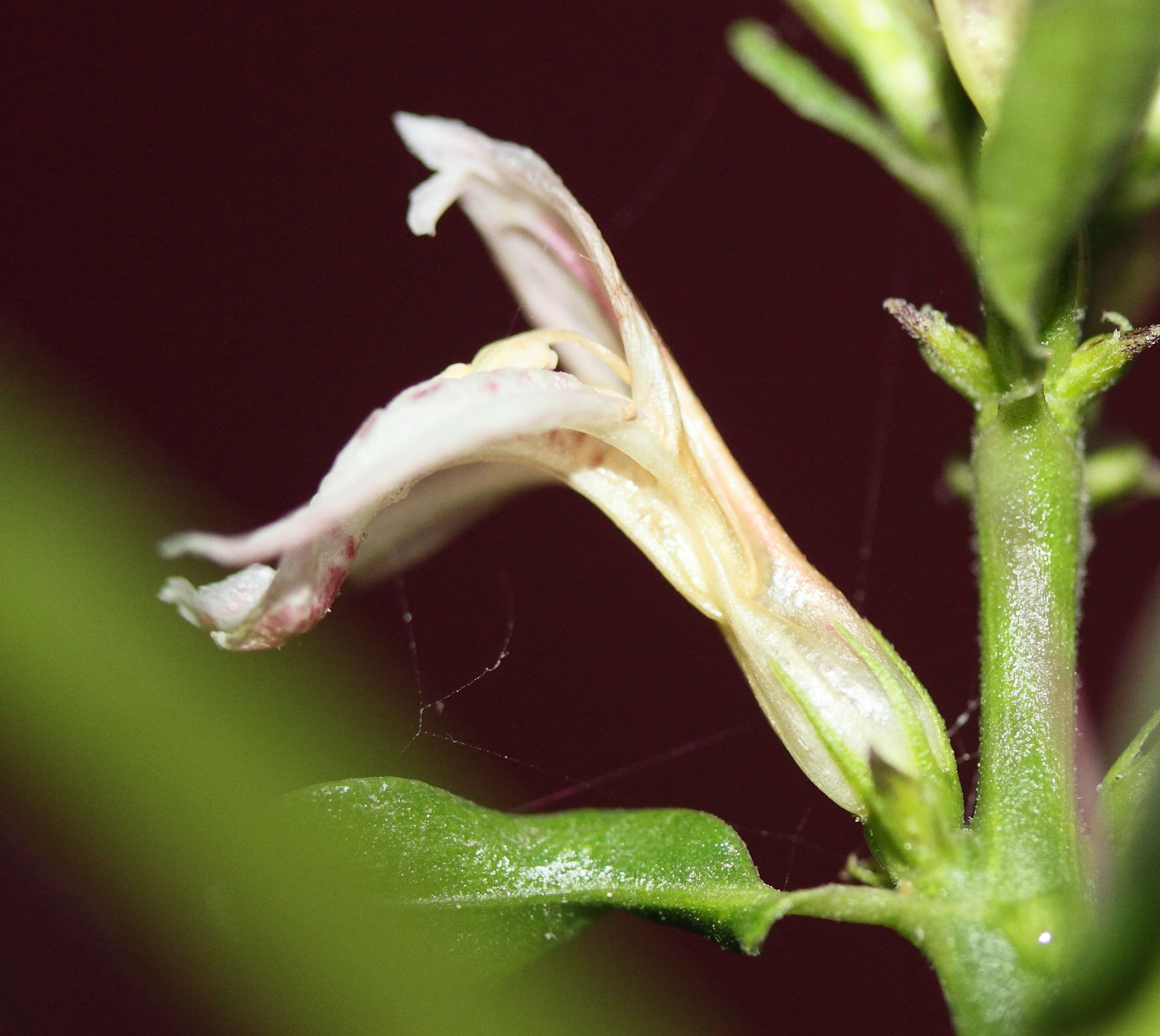 Afficher le média justicia_gendarussa4md justicia_gendarussa4md