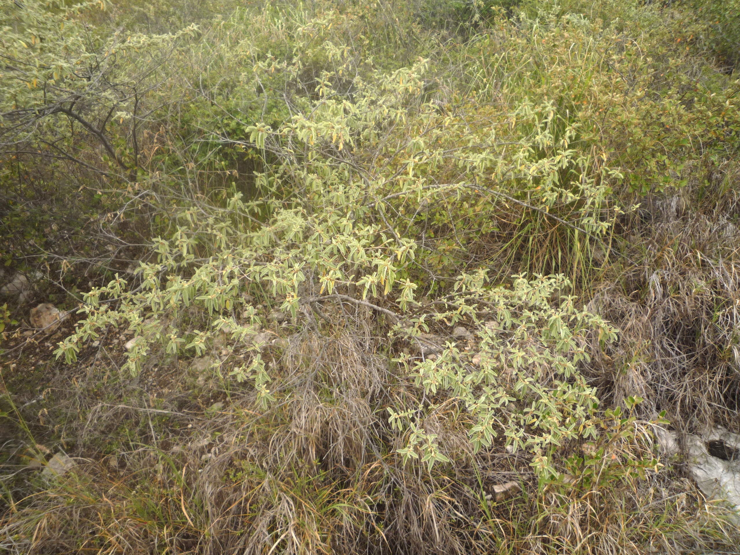 corchorus_hirsutus1gc