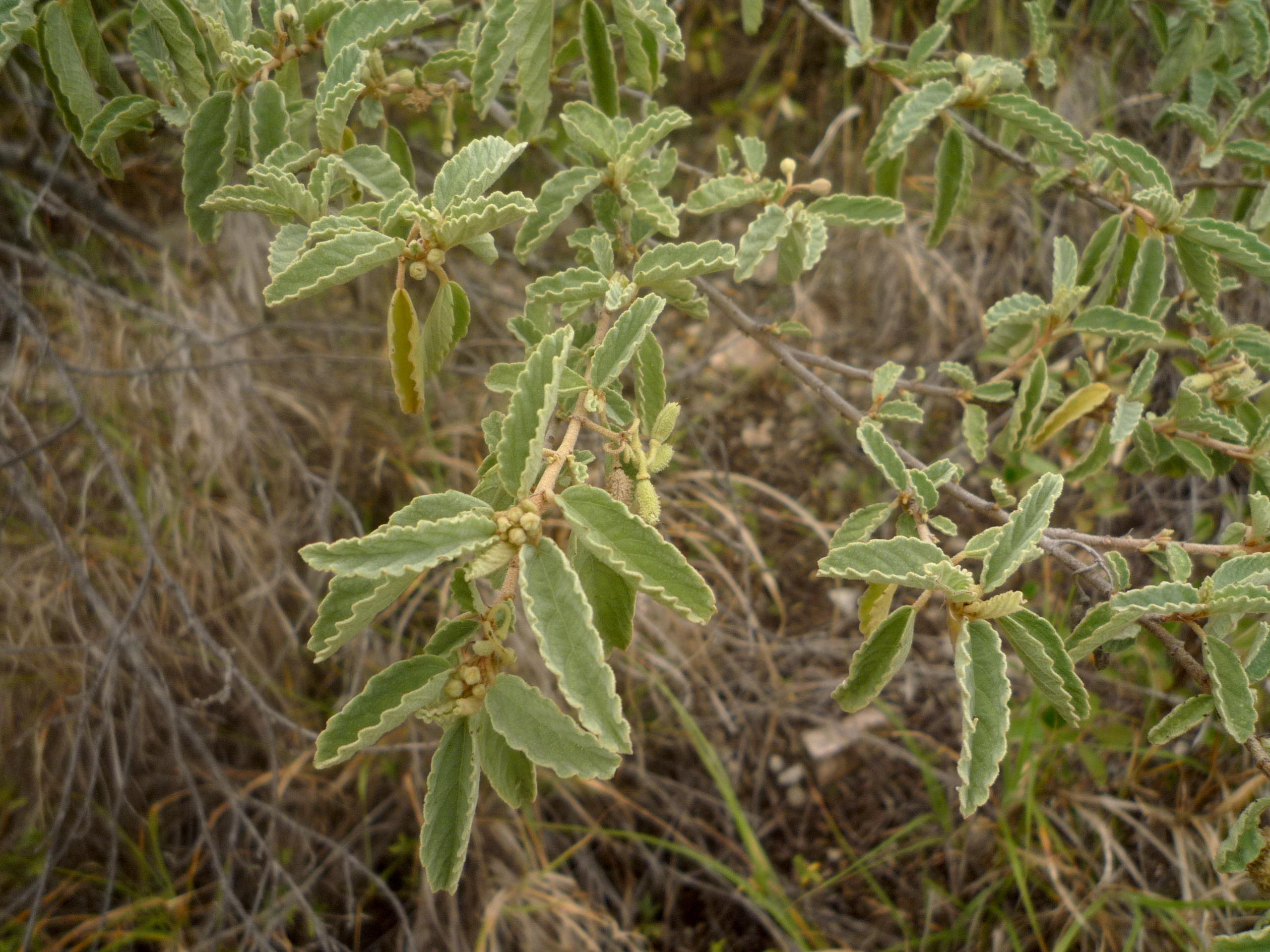 corchorus_hirsutus2gc