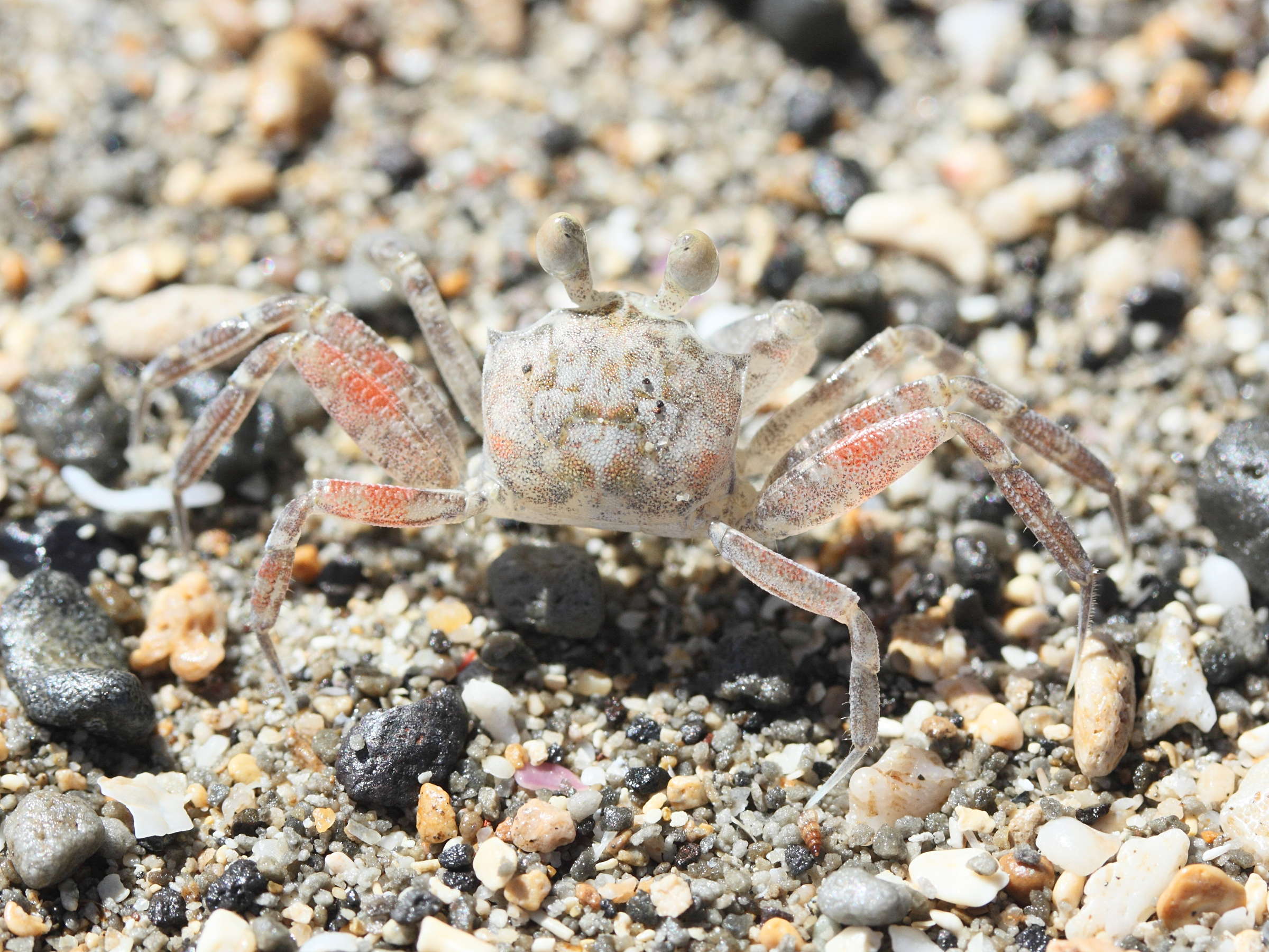 ocypode_pallidula5md