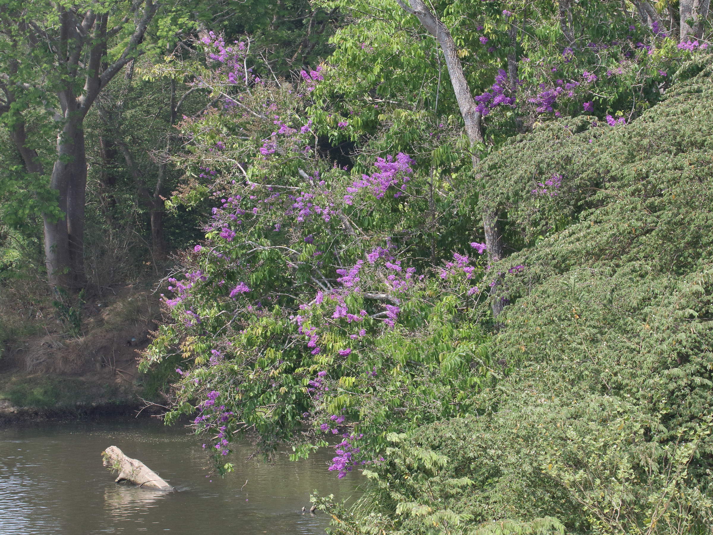Afficher le média lagerstroemia_speciosa10bd lagerstroemia_speciosa10bd