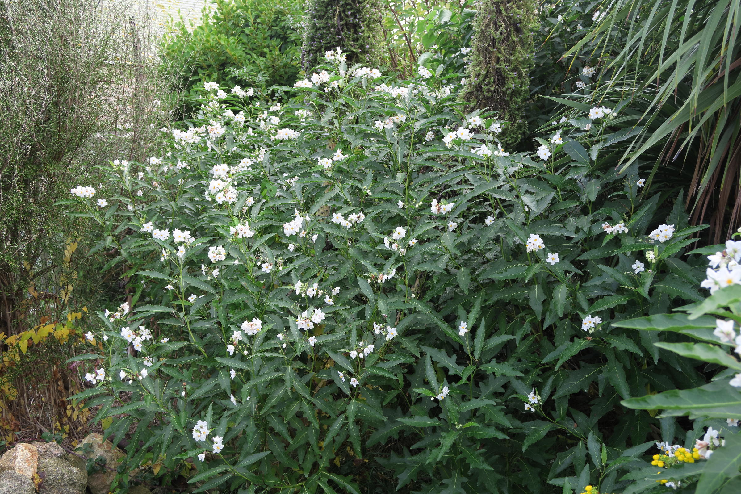 solanum_bonariense3md