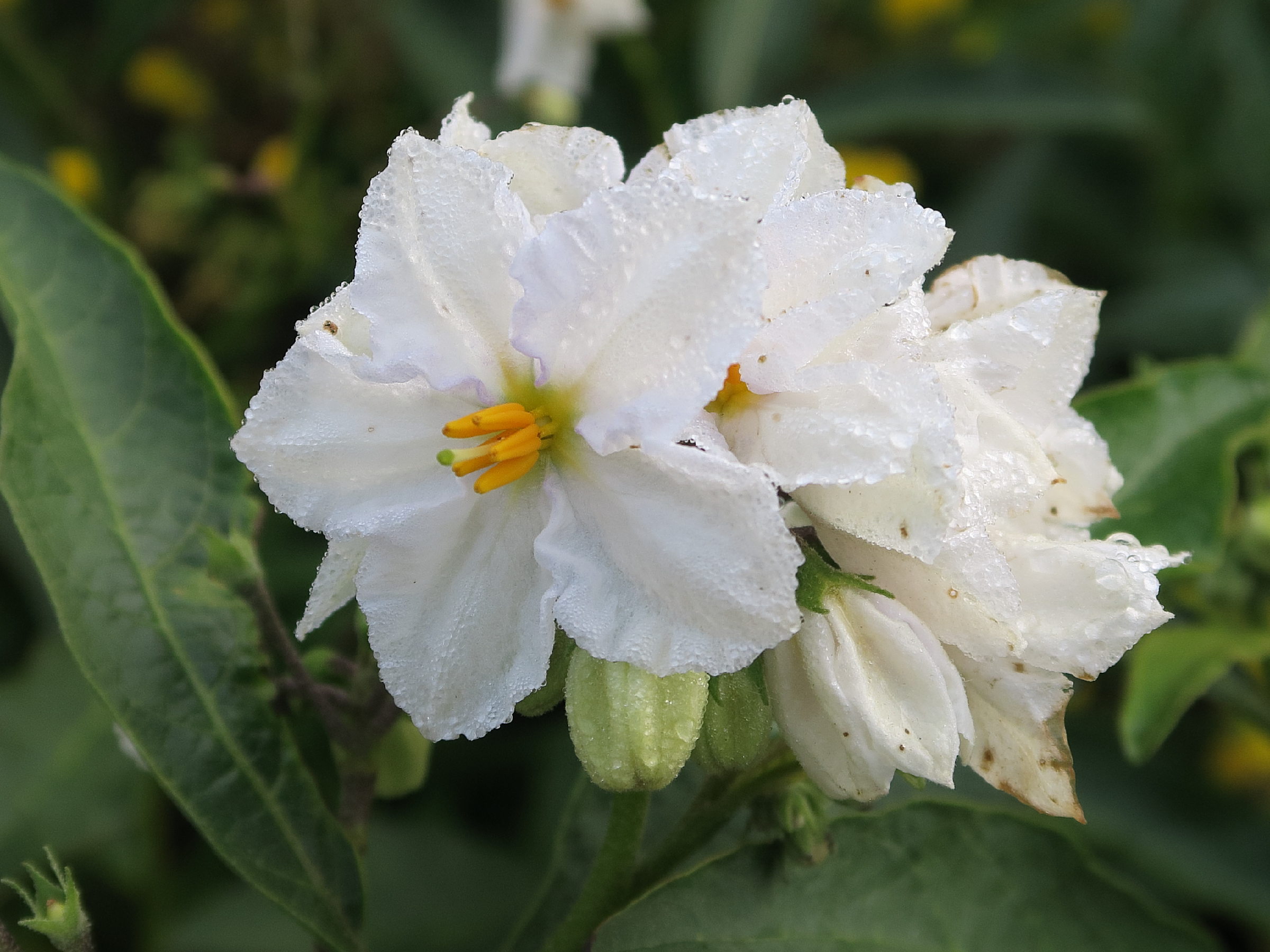 solanum_bonariense4md