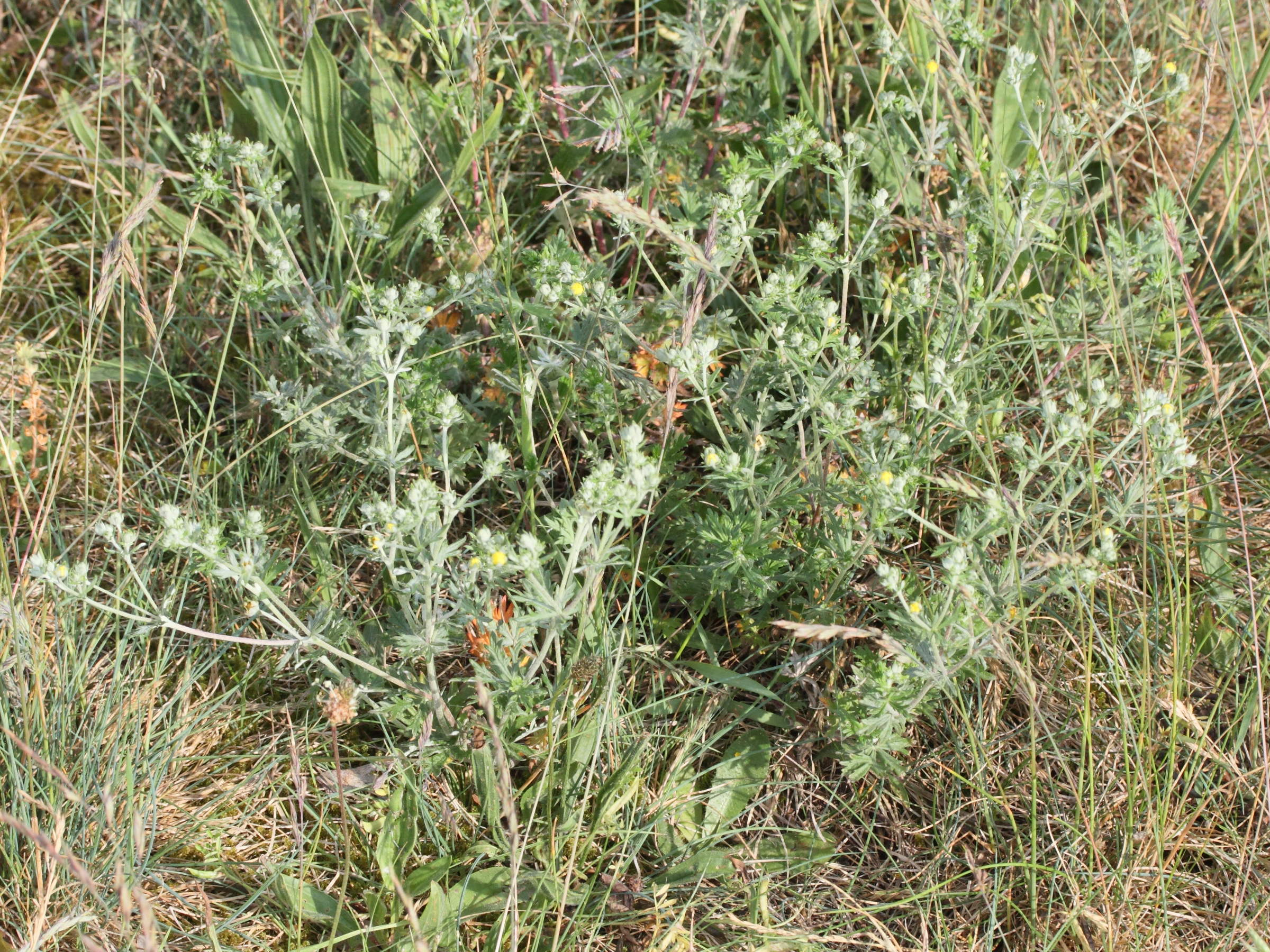 potentilla_argentea5md