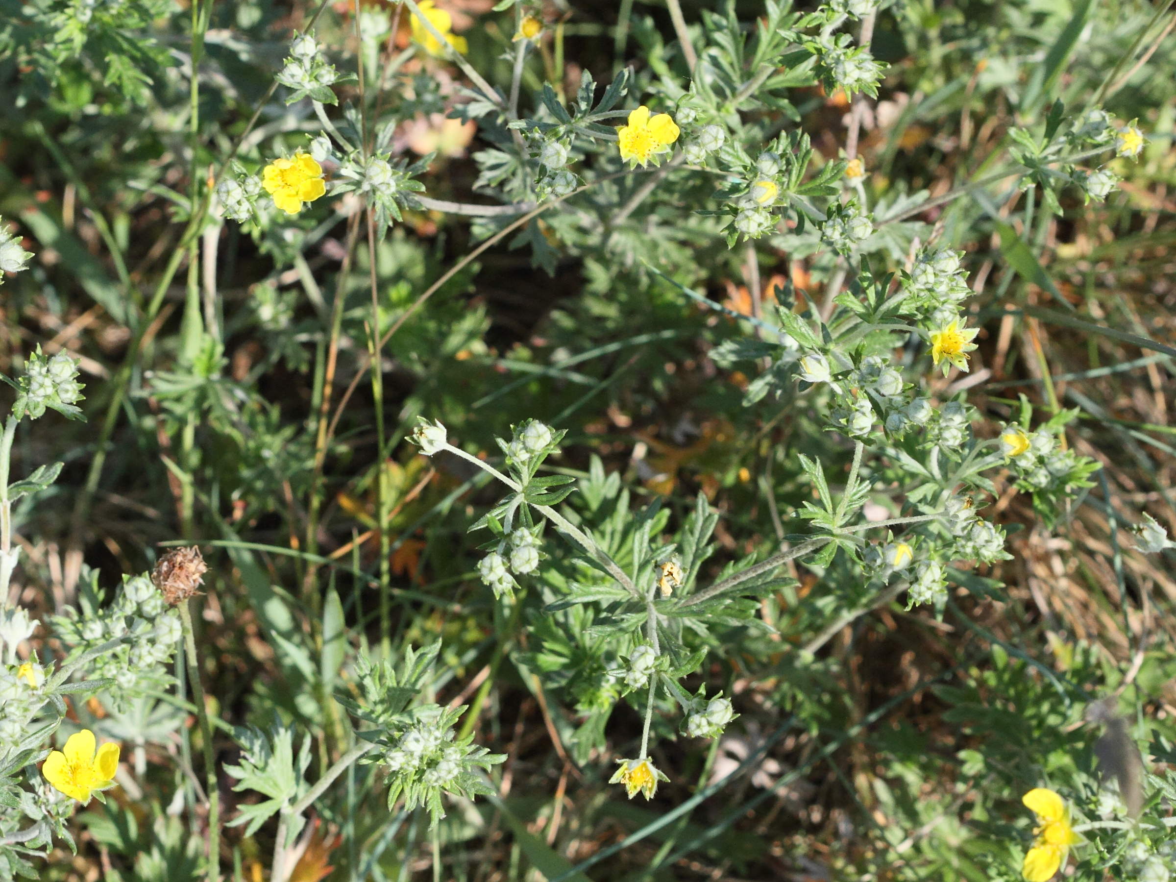 potentilla_argentea6md