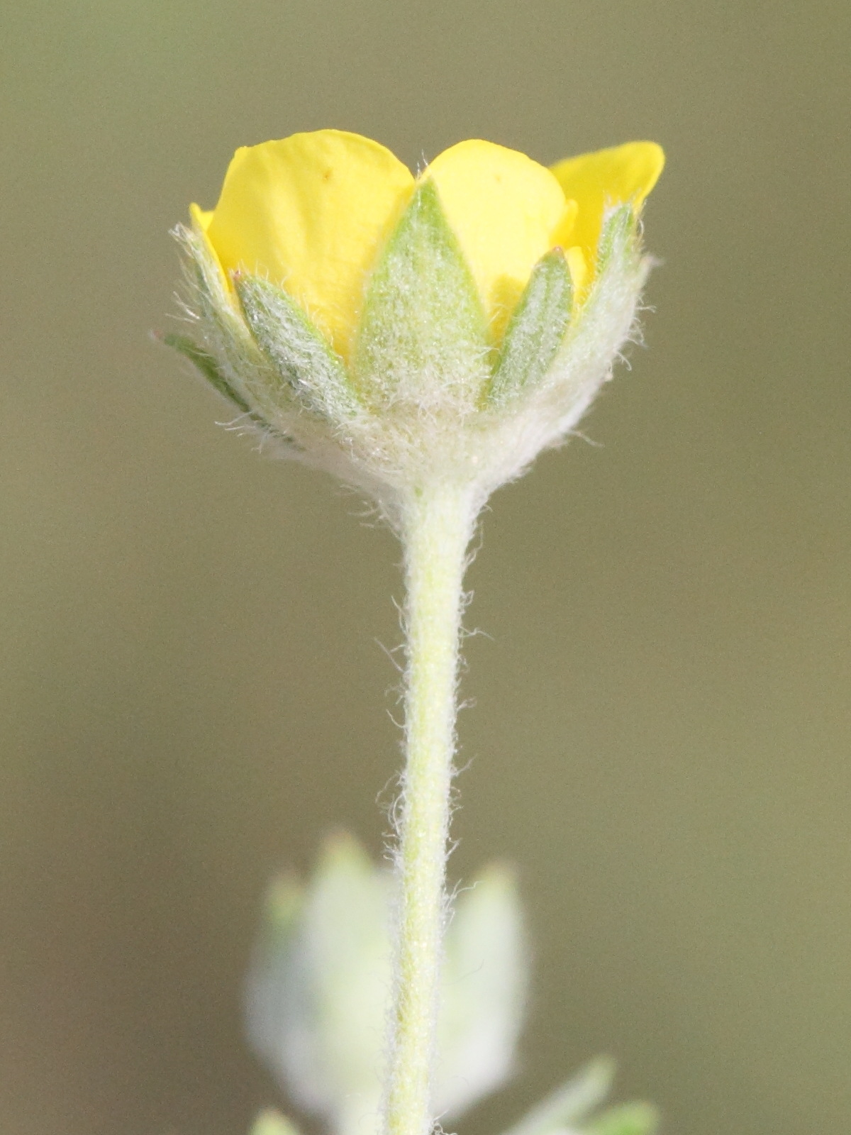 potentilla_argentea7md