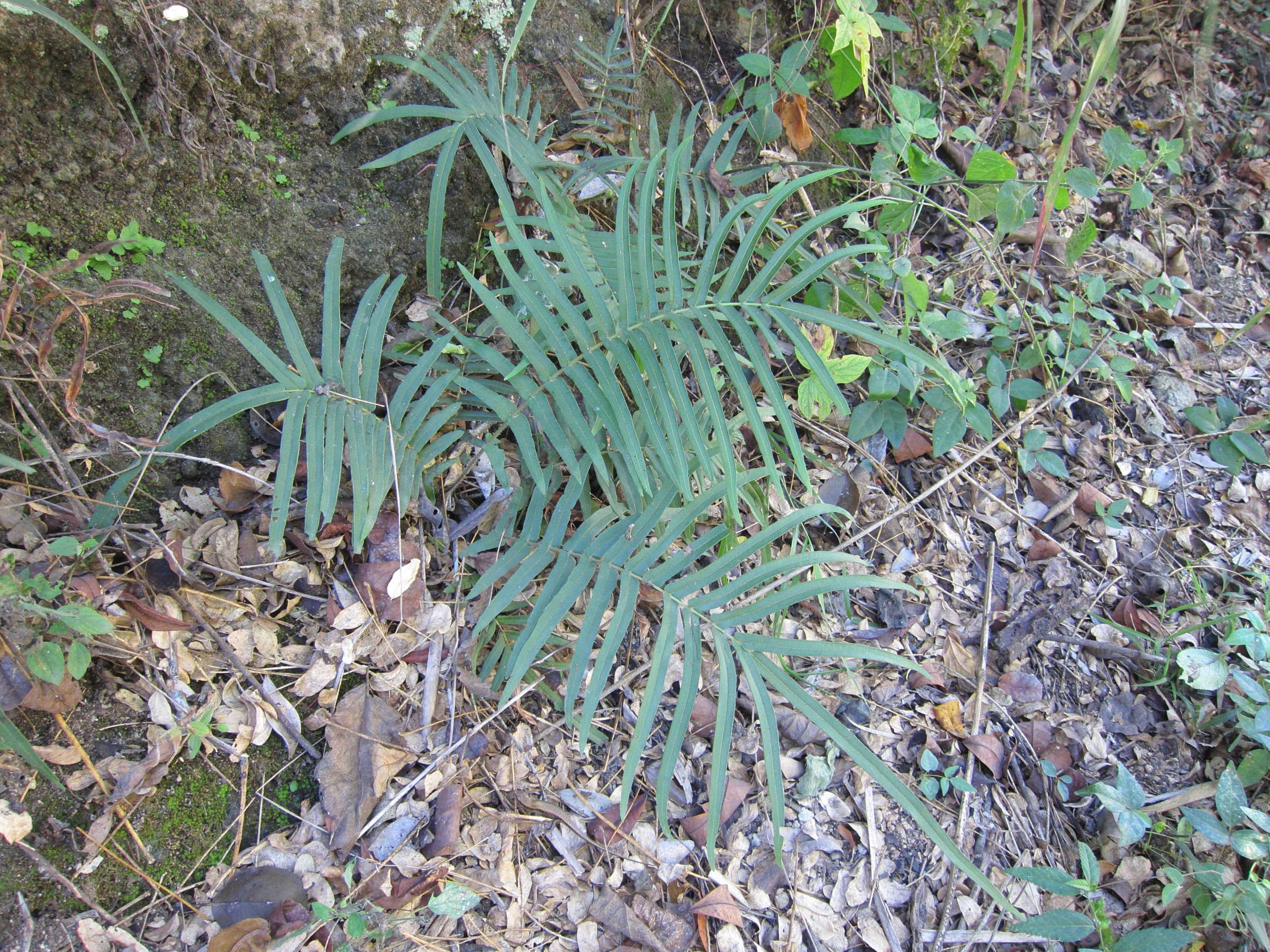 Afficher le média pteris_vittata2md pteris_vittata2md