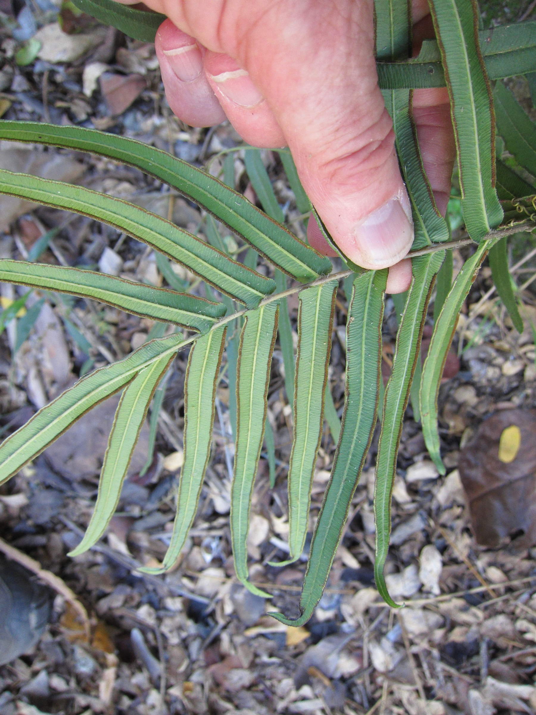 Afficher le média pteris_vittata3md pteris_vittata3md