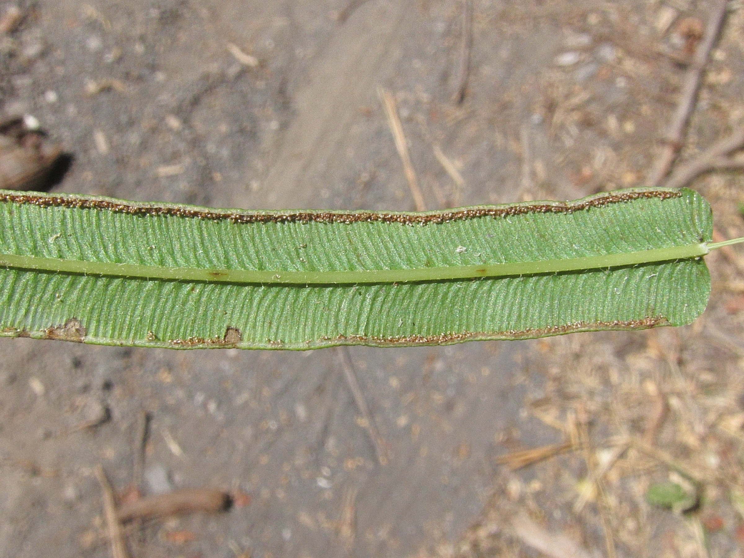 Afficher le média pteris_vittata4md pteris_vittata4md