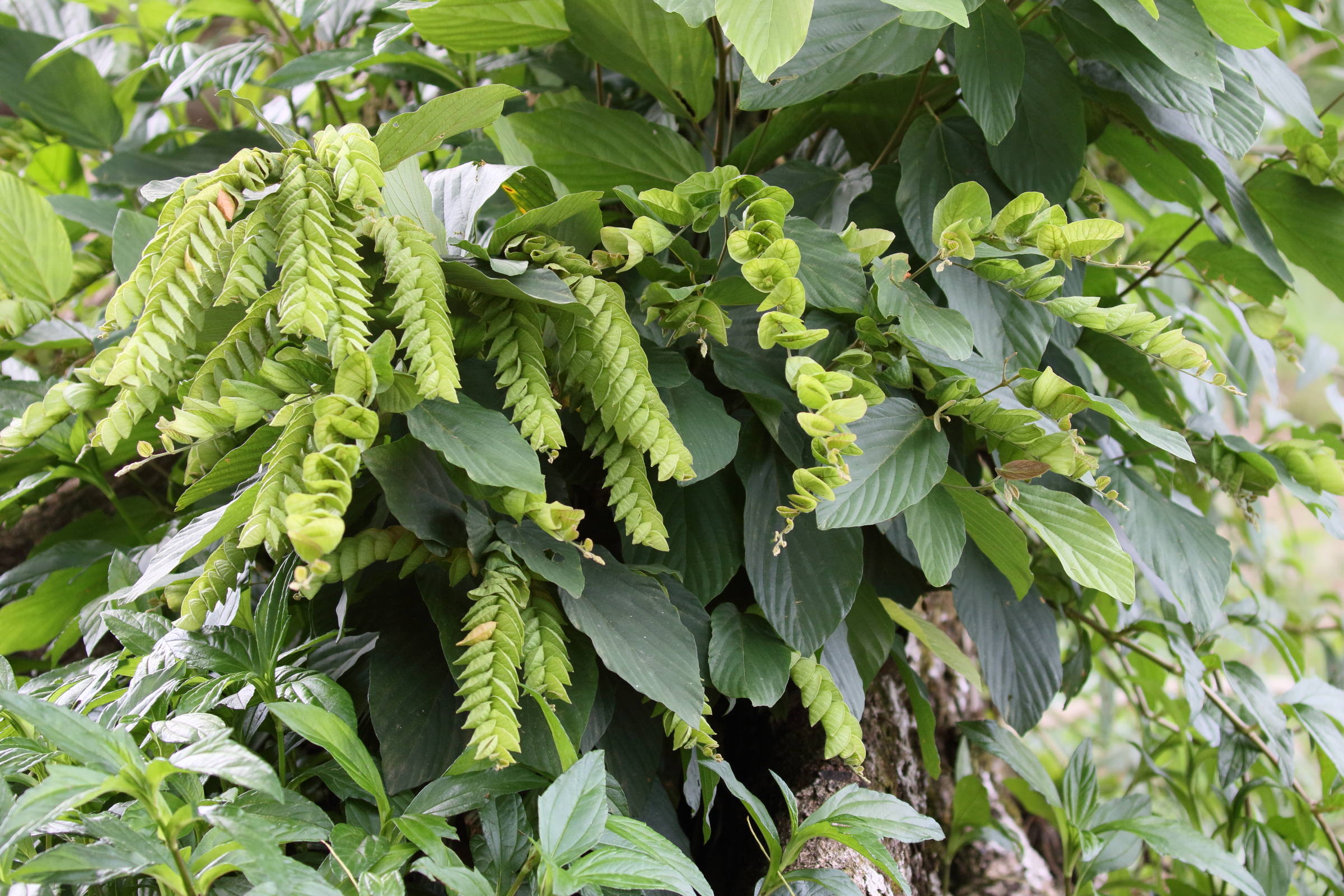 Afficher le média flemingia_strobilifera4bd flemingia_strobilifera4bd