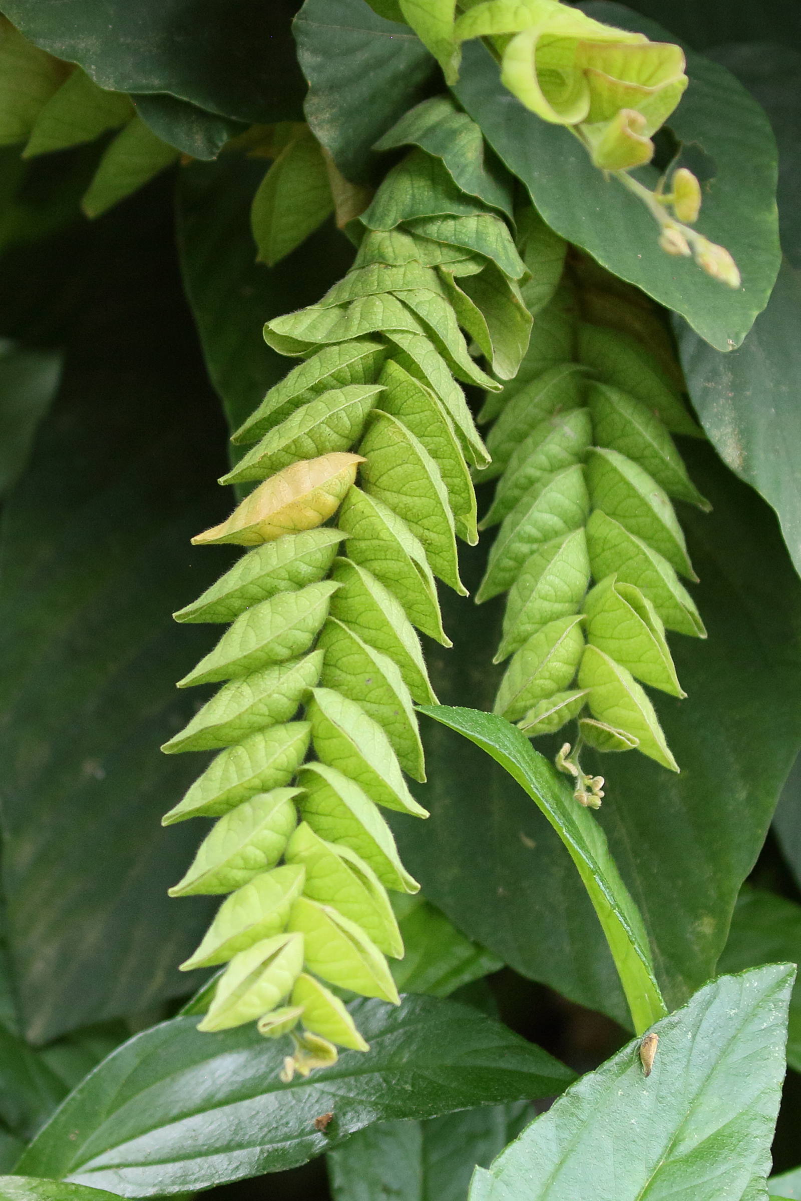 Afficher le média flemingia_strobilifera5bd flemingia_strobilifera5bd