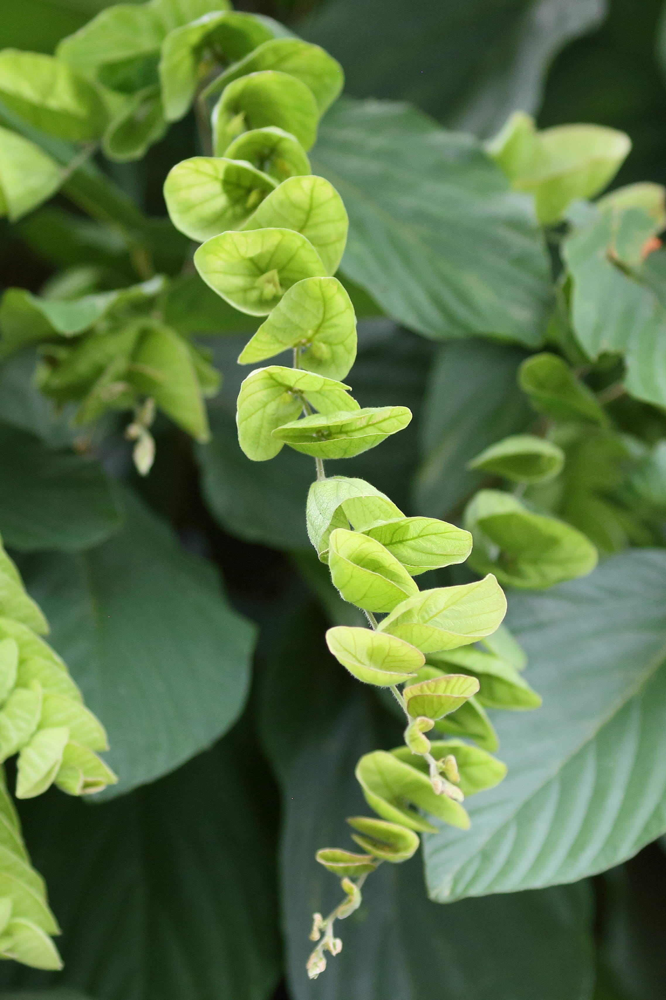 Afficher le média flemingia_strobilifera6bd flemingia_strobilifera6bd