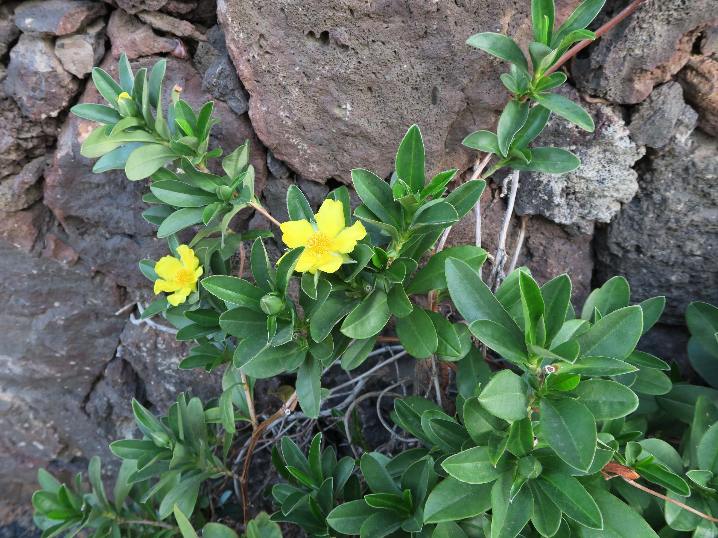 Afficher le média hibbertia_scandens1md hibbertia_scandens1md