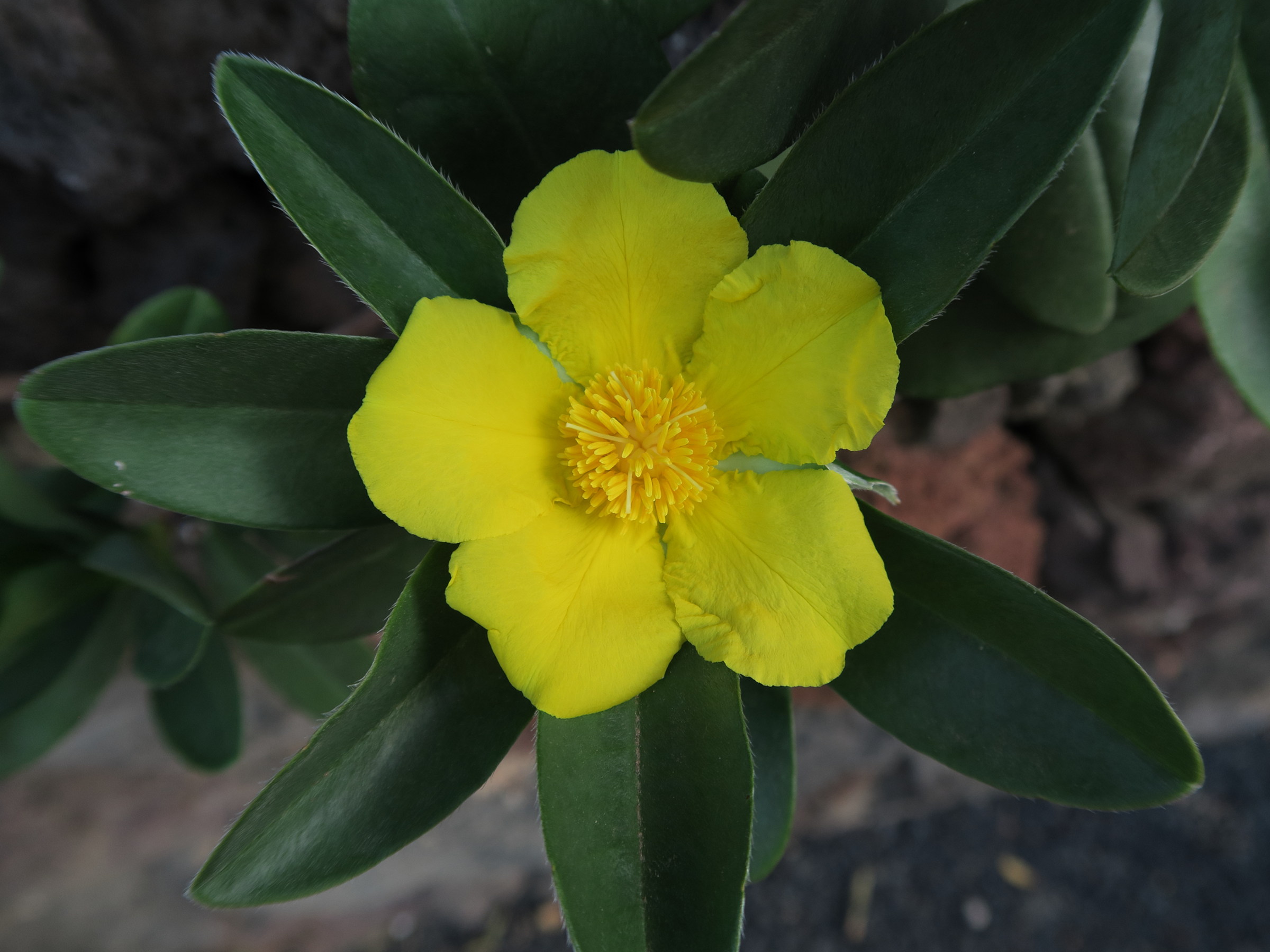 Afficher le média hibbertia_scandens2md hibbertia_scandens2md