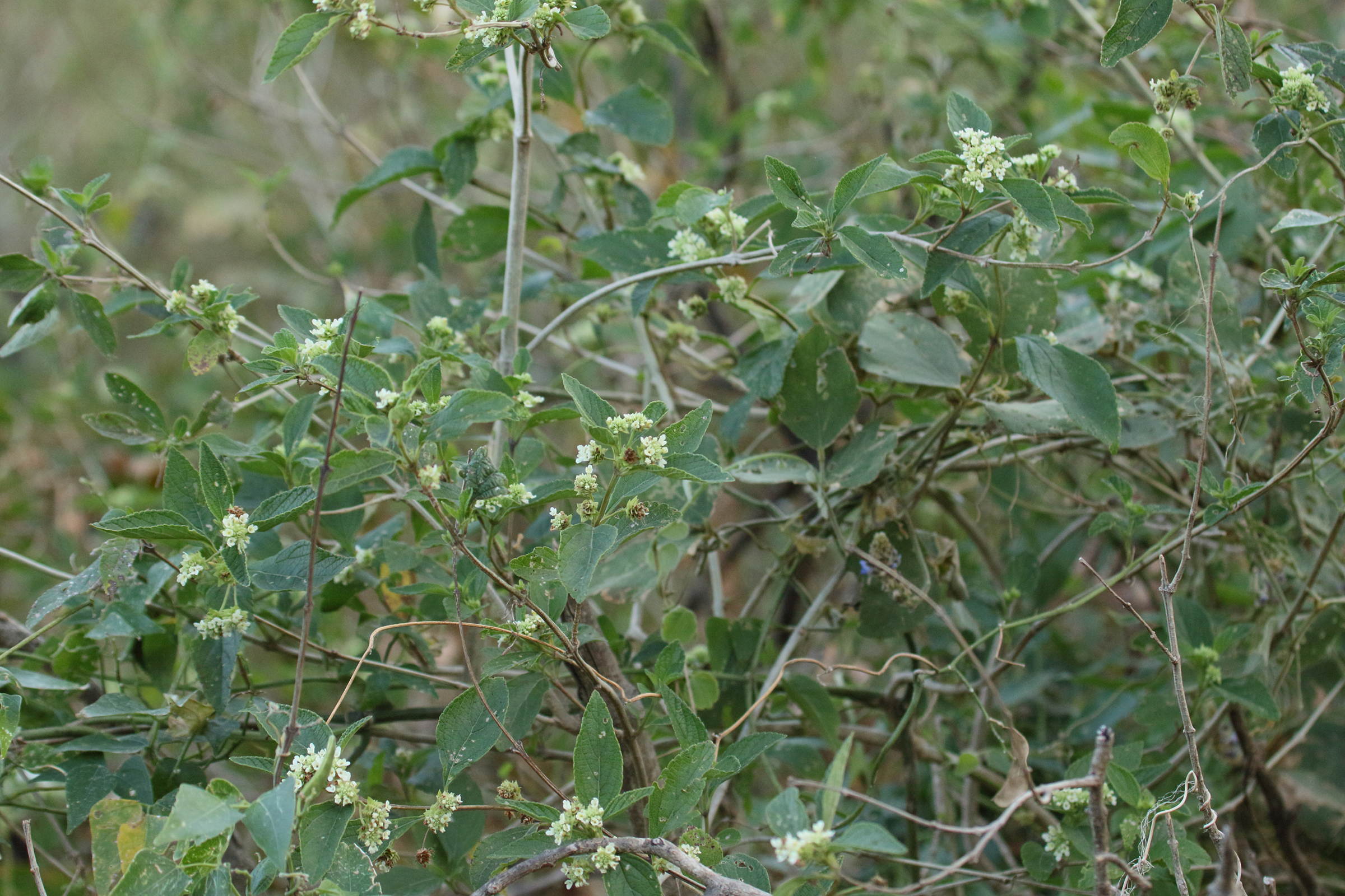 lippia_graveolens1md