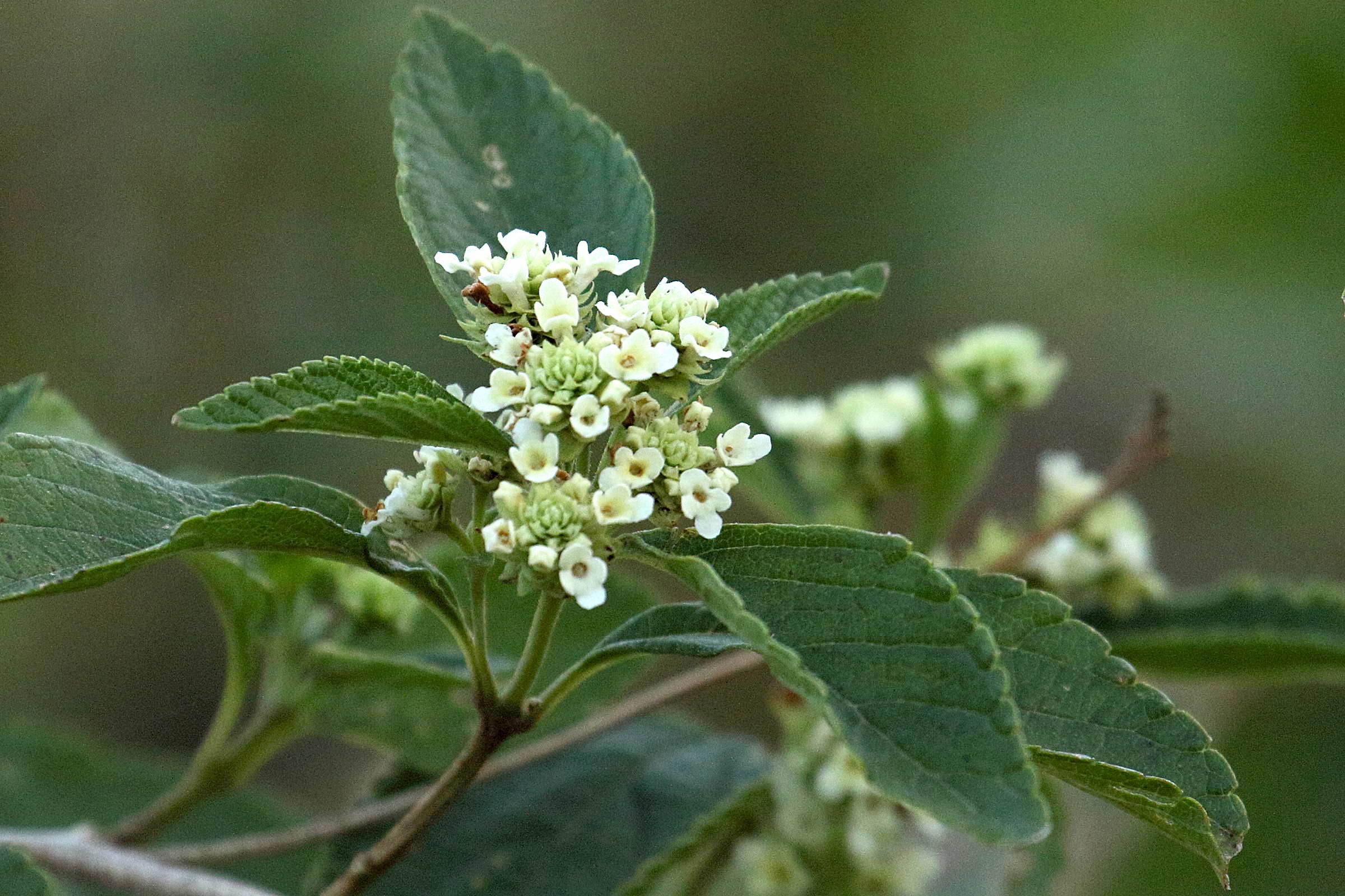 lippia_graveolens2md